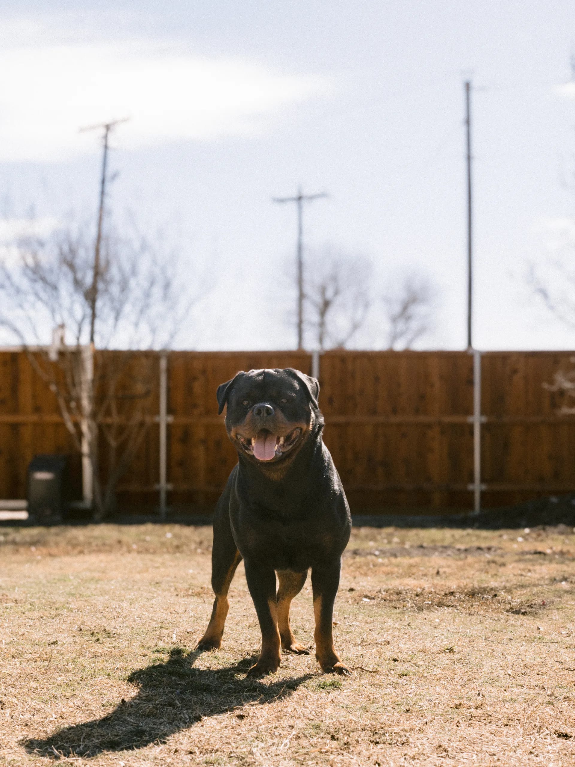 The Rottweiler Network