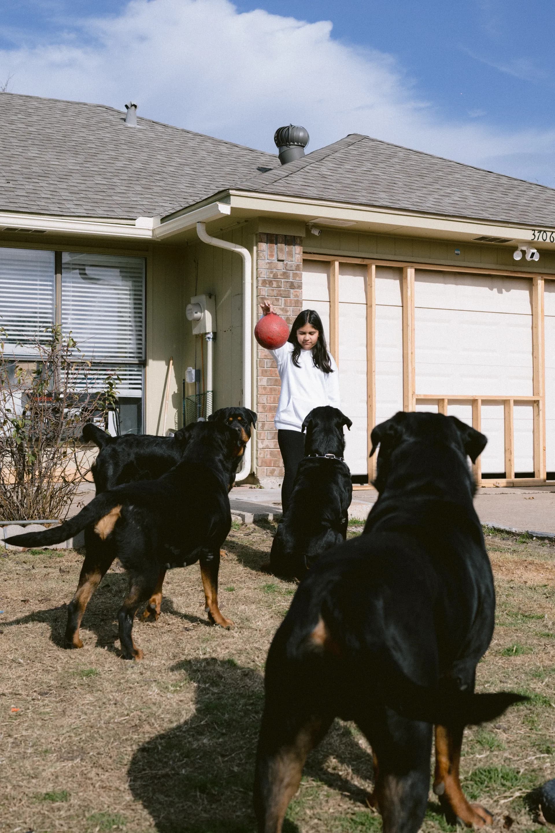 Working line Rottweiler from DN Rottweilers