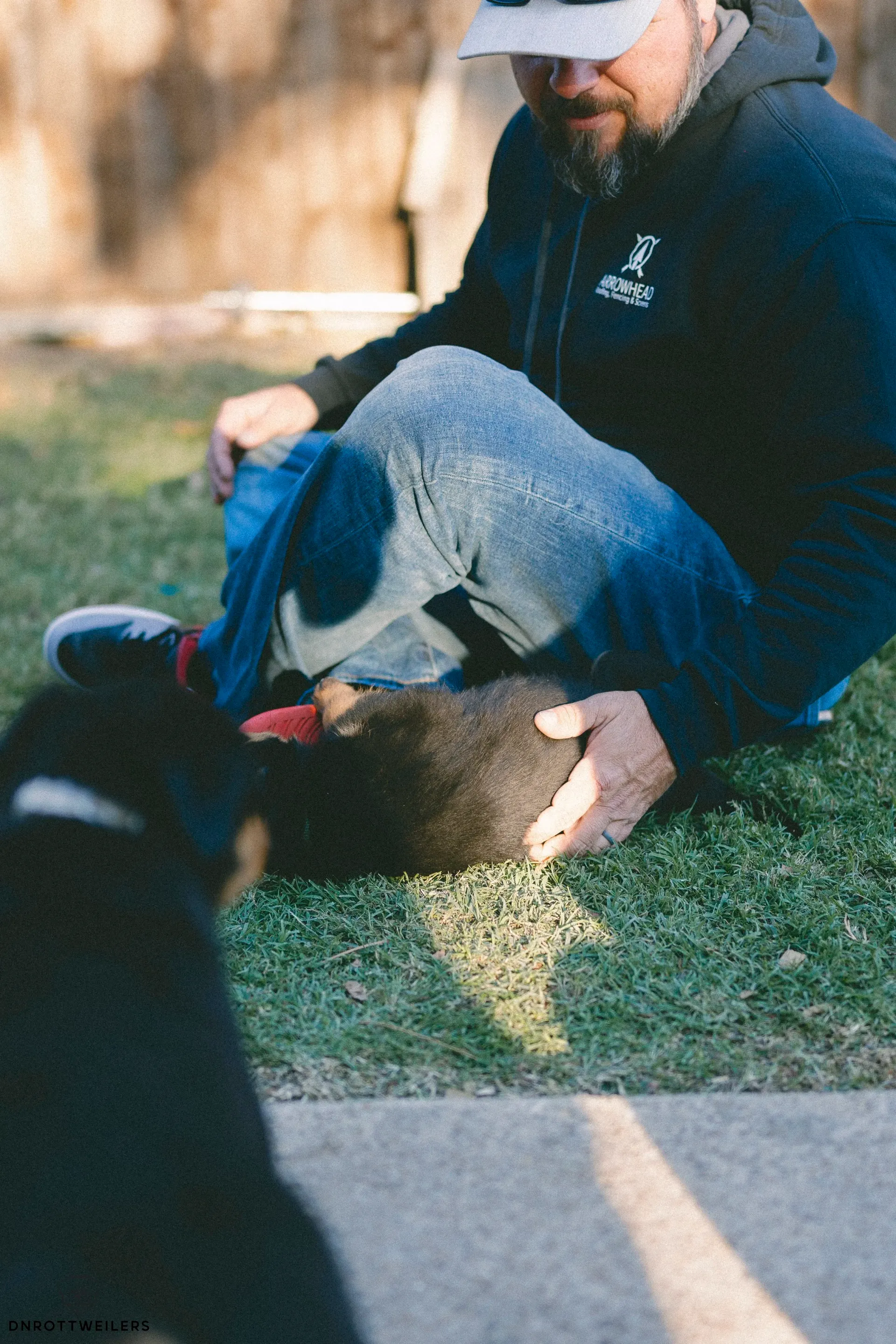 Rottweiler puppy buyer guide - how to find a reputable breeder in 2026