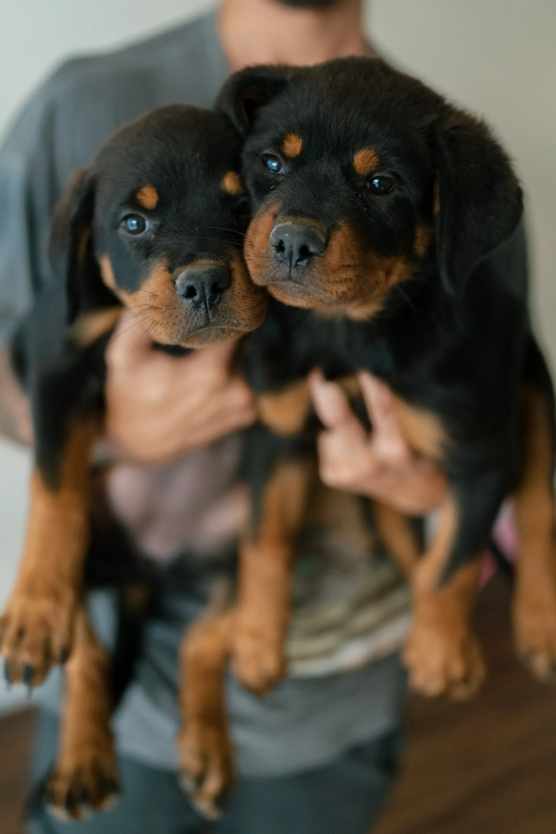 European Rottweiler with calm confidence and powerful presence