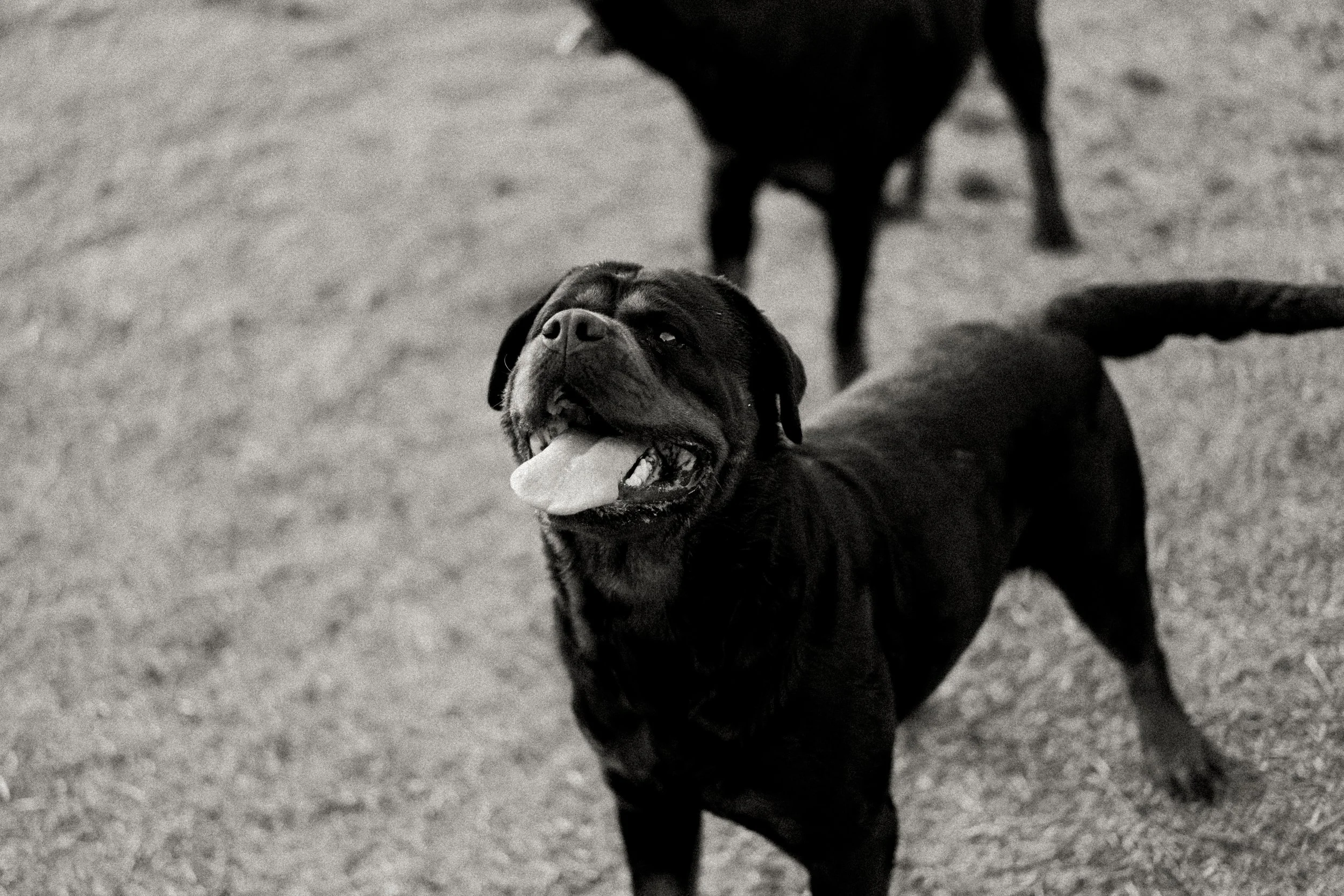 Halsey - DN Rottweilers foundation female