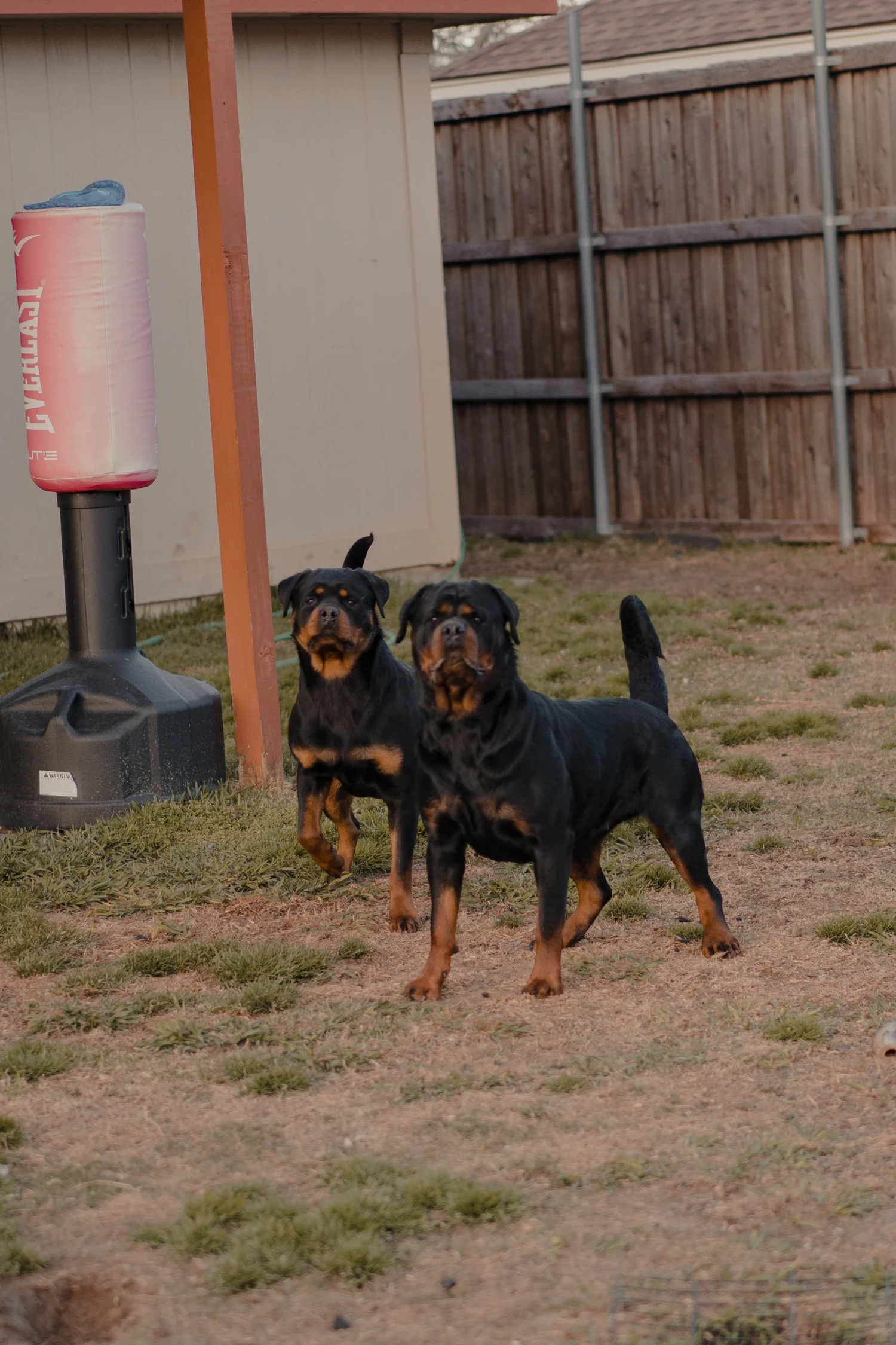 DN Rottweilers puppy