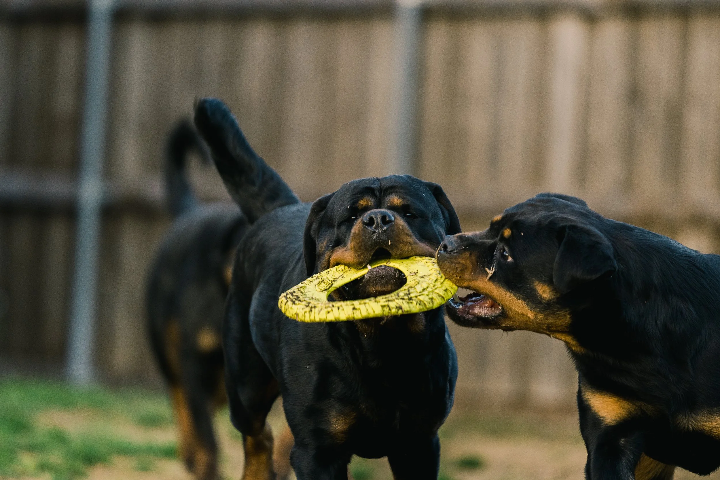 DN Rottweilers - family raised