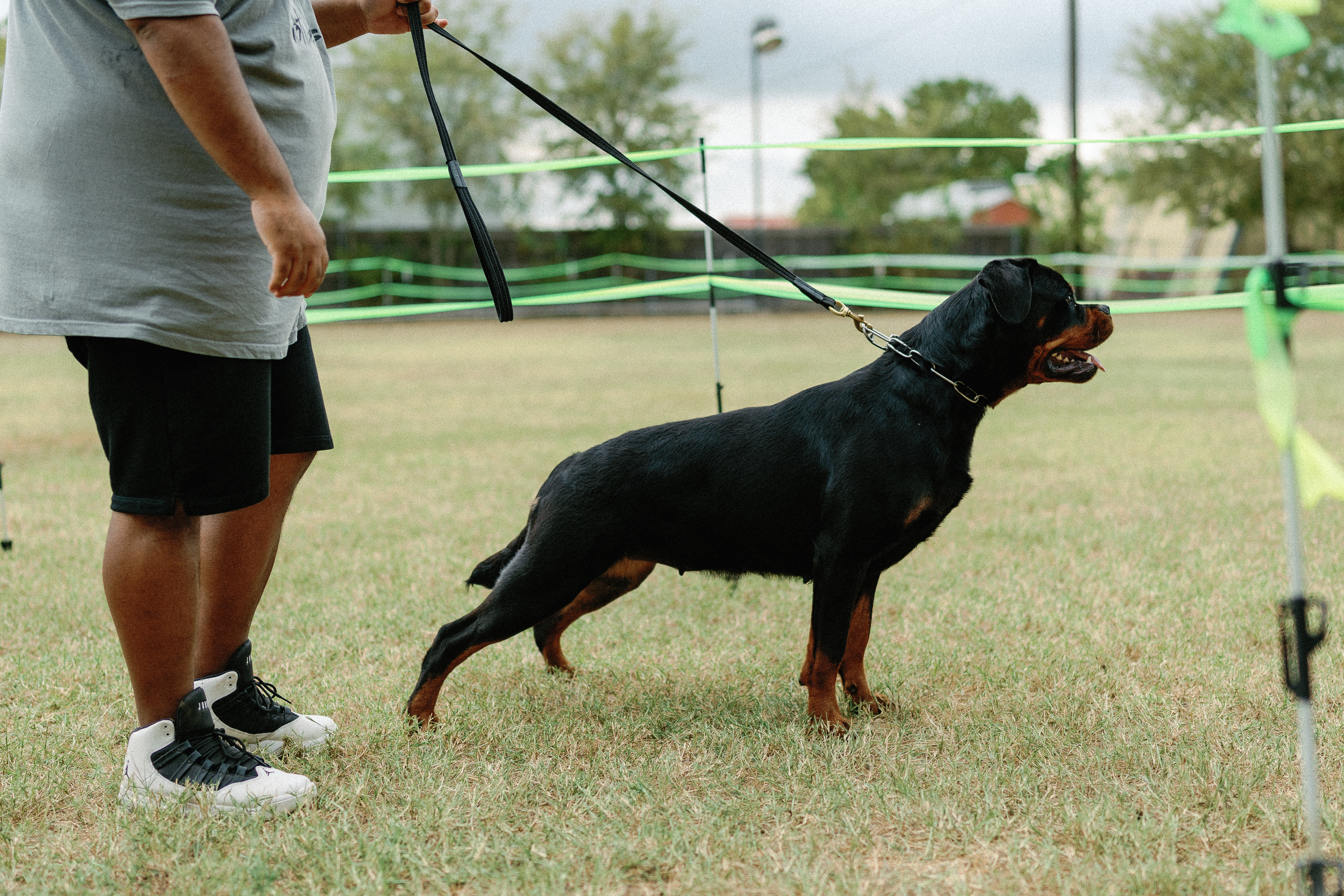 AKC Rottweiler championship competition - registered breeder Texas