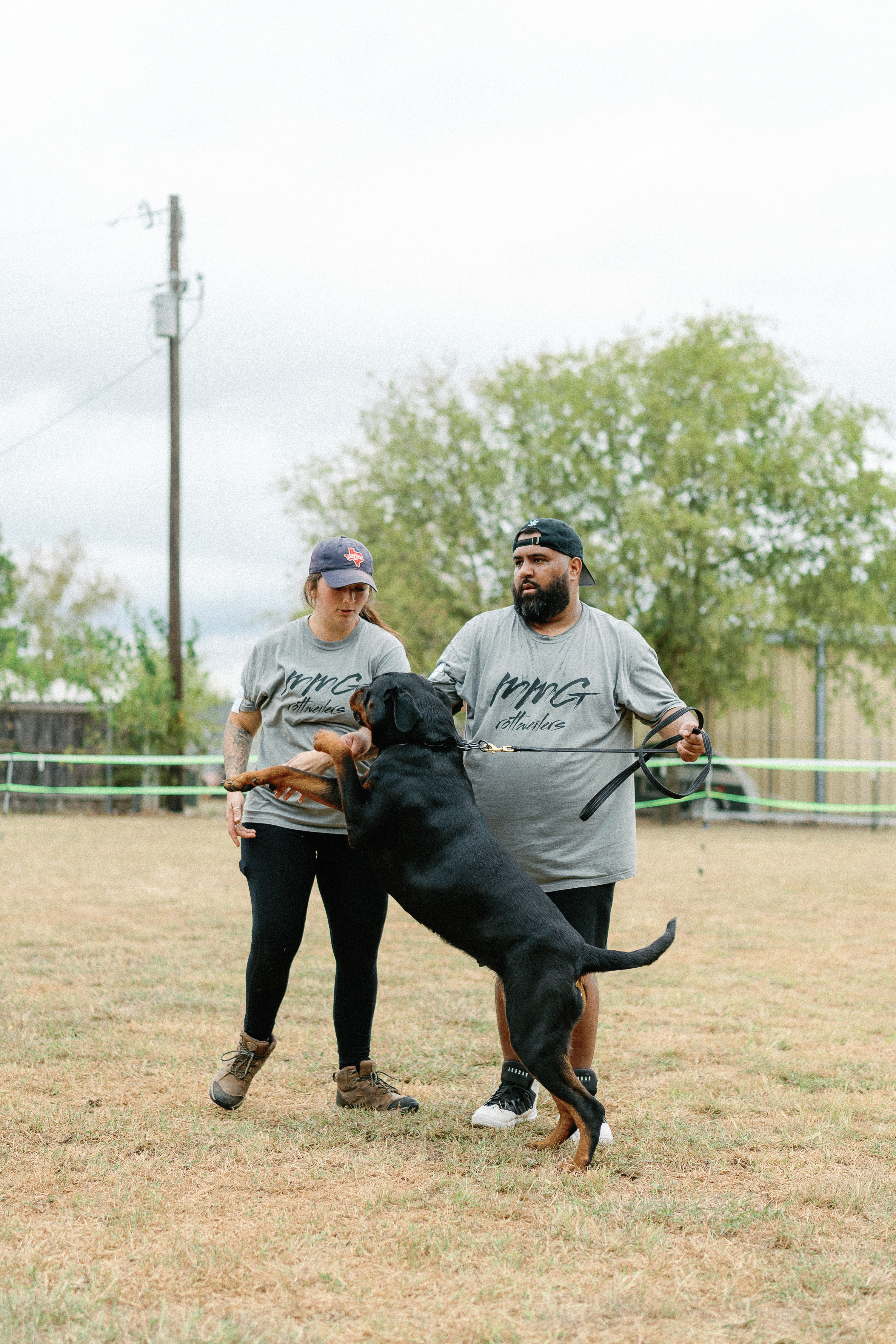 AKC Rottweiler championship competition - registered breeder Texas