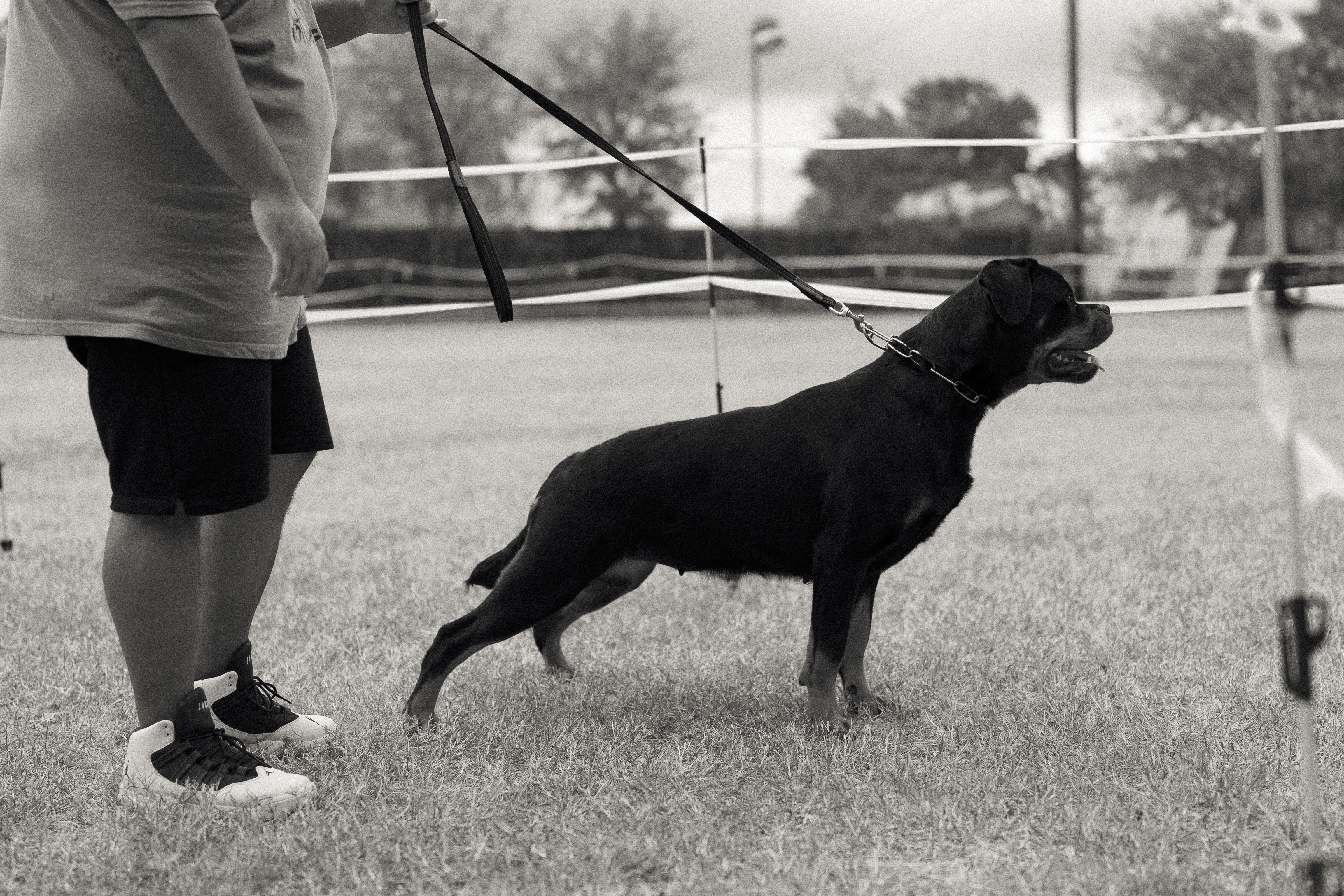 Best in show Rottweiler winner - premium breeding program