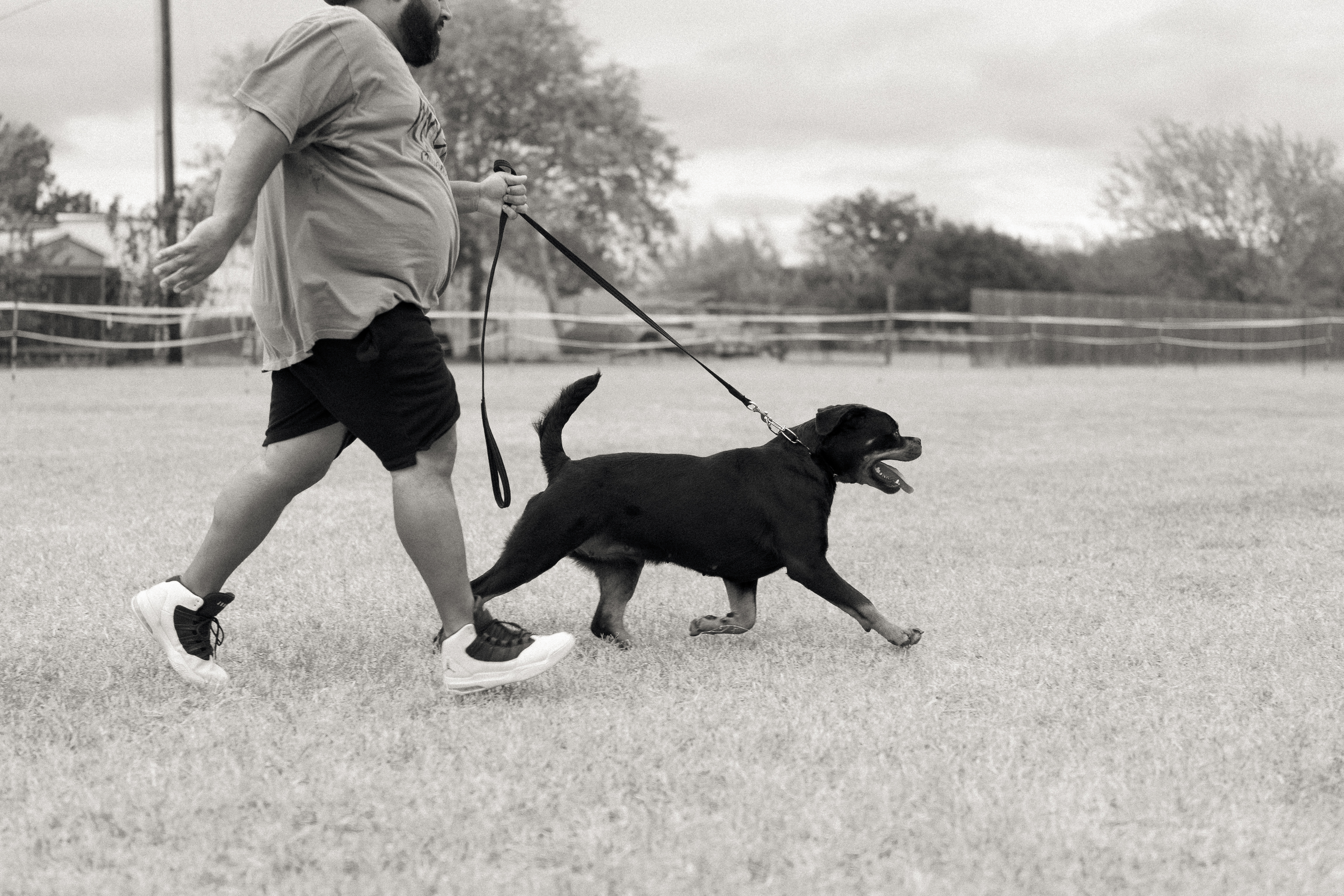 Champion German Rottweiler - imported European bloodline Texas
