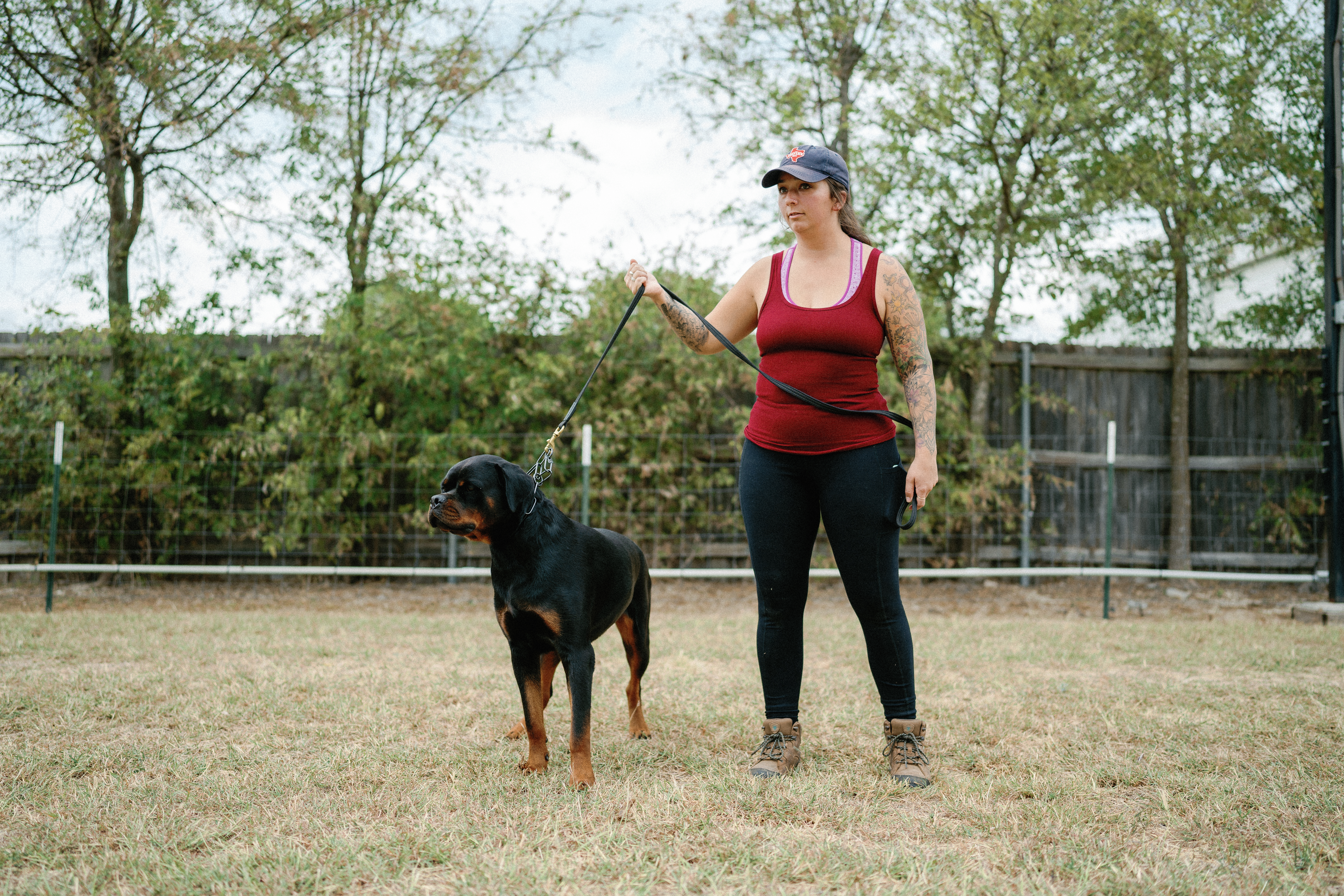 Champion German Rottweiler - imported European bloodline Texas