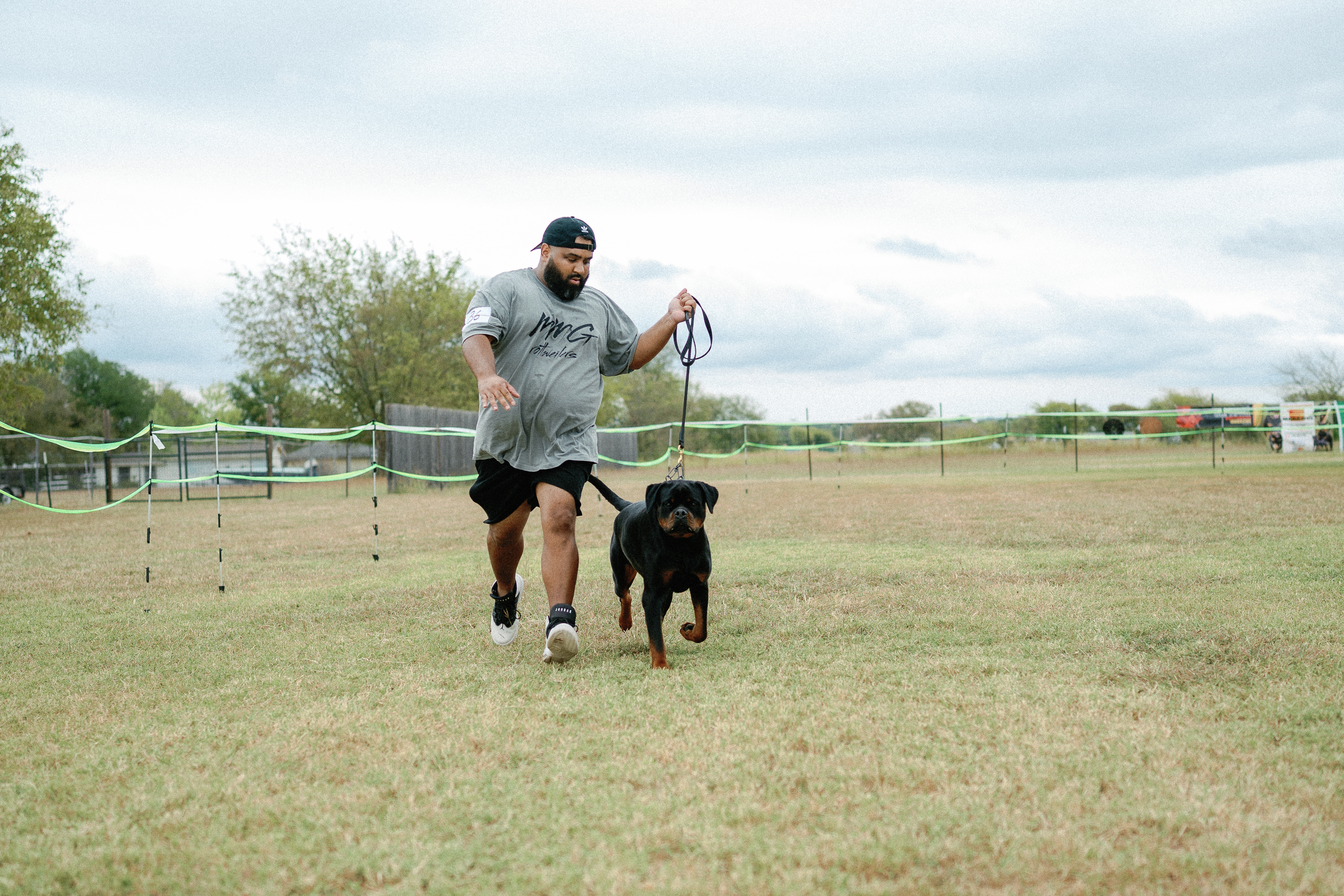 Champion German Rottweiler - imported European bloodline Texas