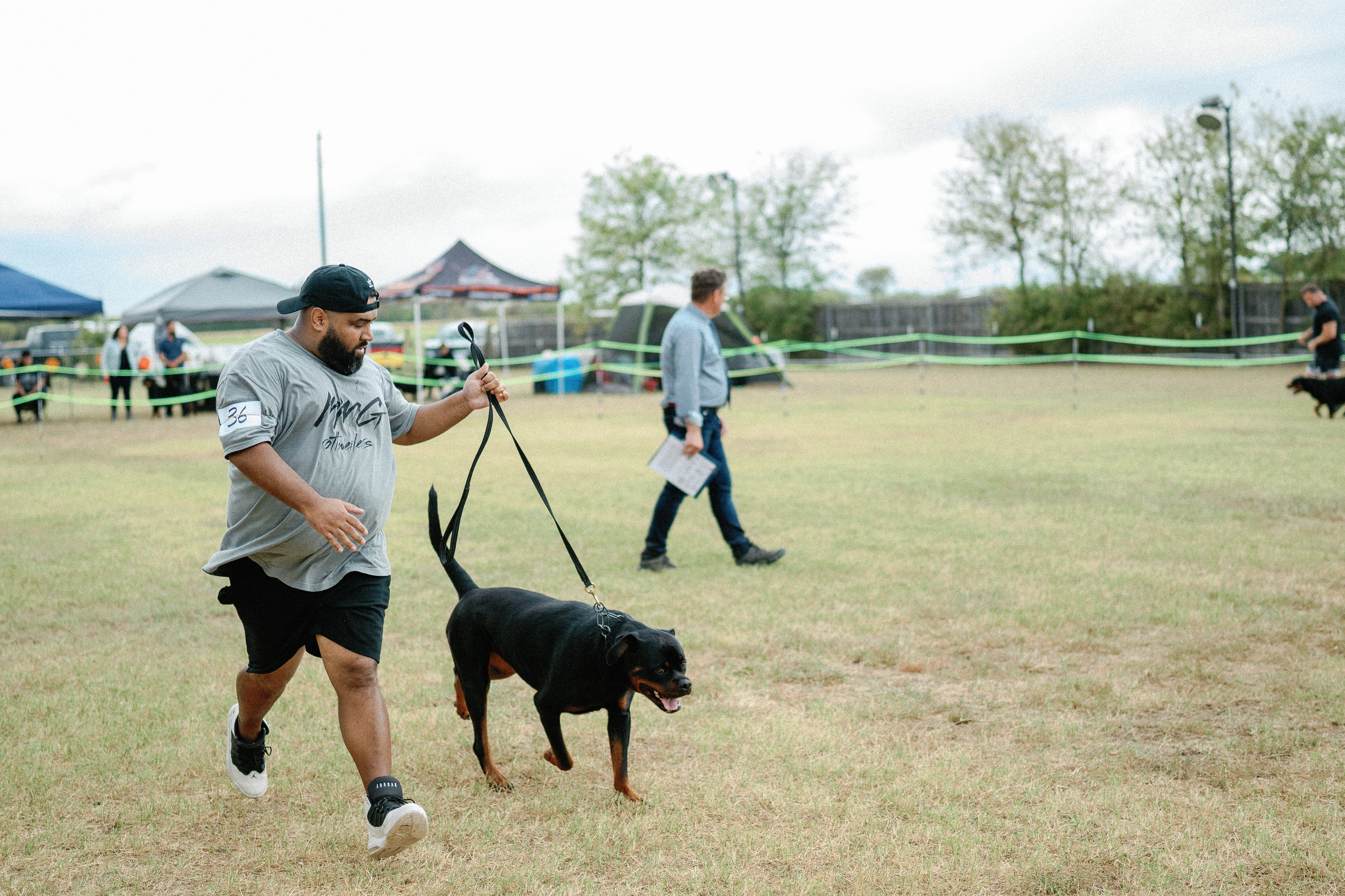Champion German Rottweiler - imported European bloodline Texas