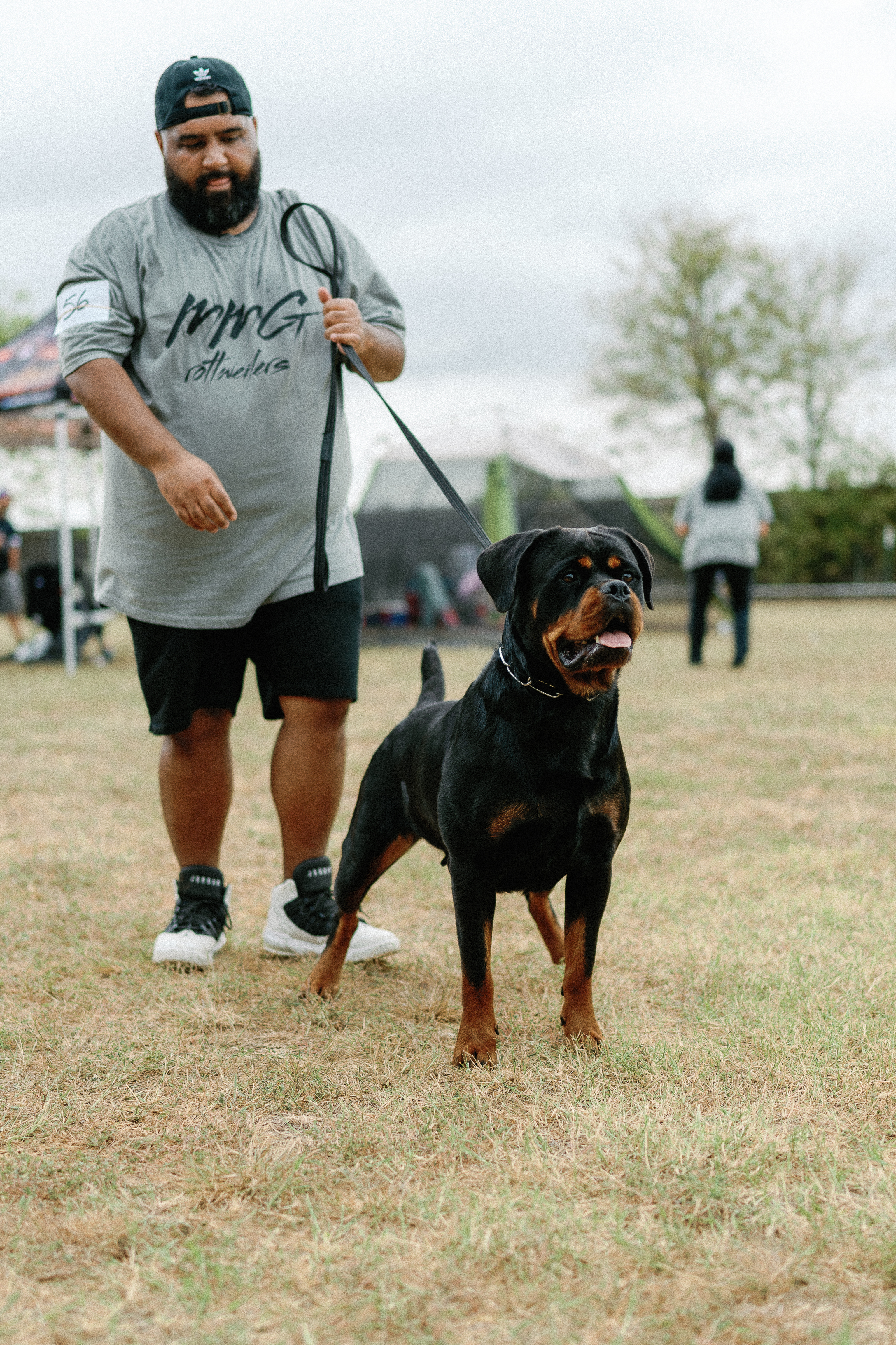Champion Rottweiler in show ring conformation - professional handler Texas