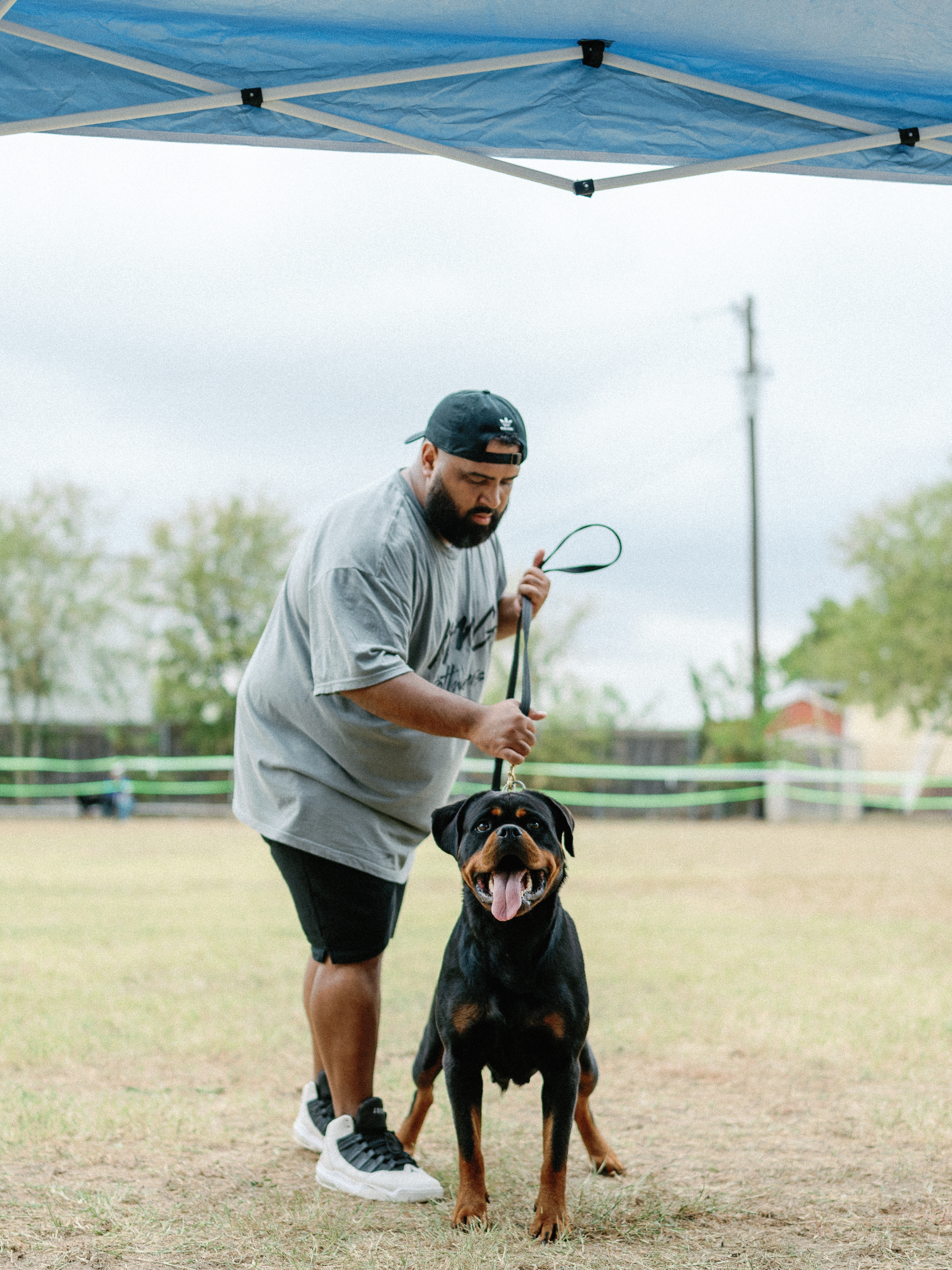 Champion Rottweiler in show ring conformation - professional handler Texas