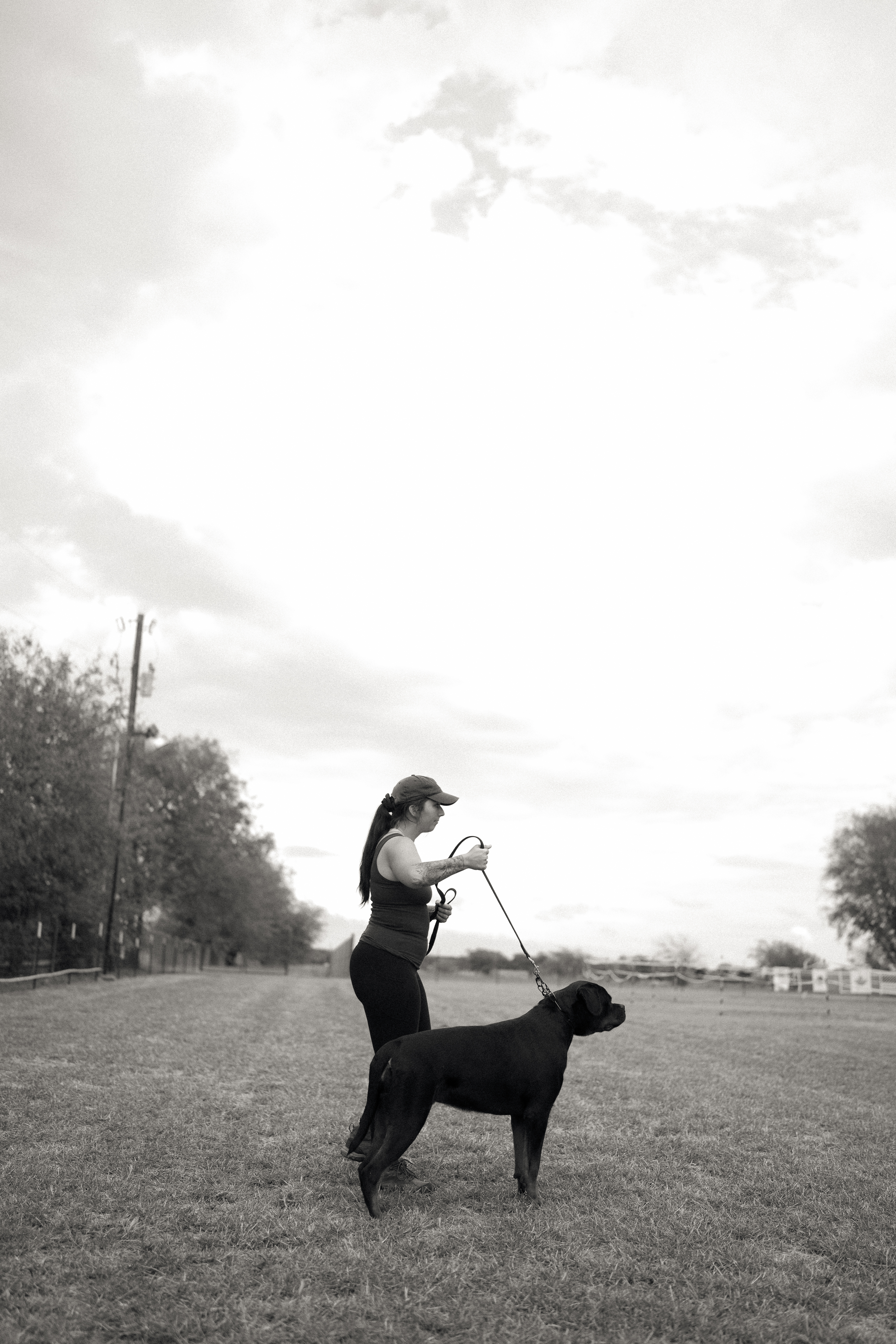 Champion Rottweiler in show ring conformation - professional handler Texas
