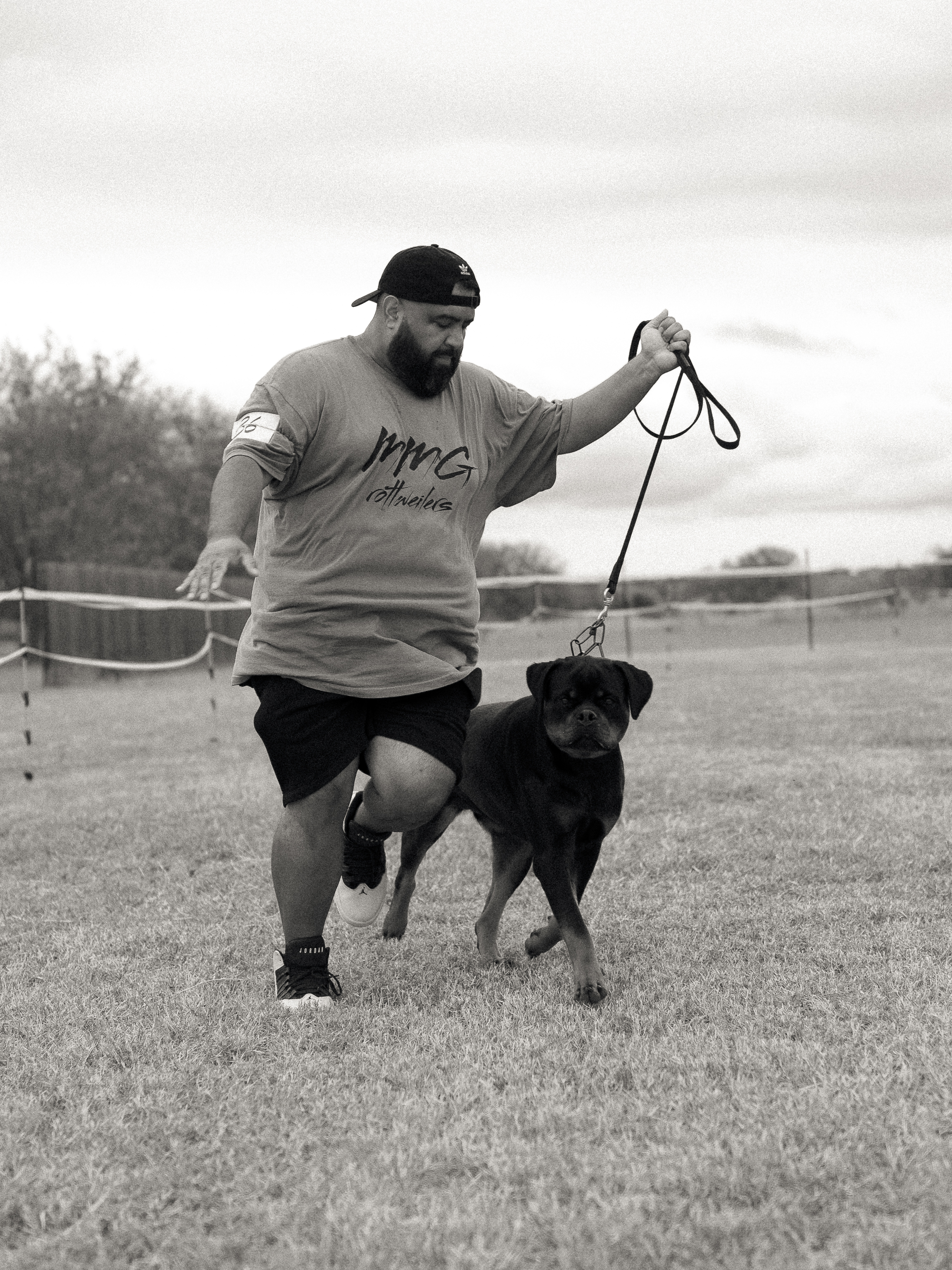 Champion Rottweiler in show ring conformation - professional handler Texas