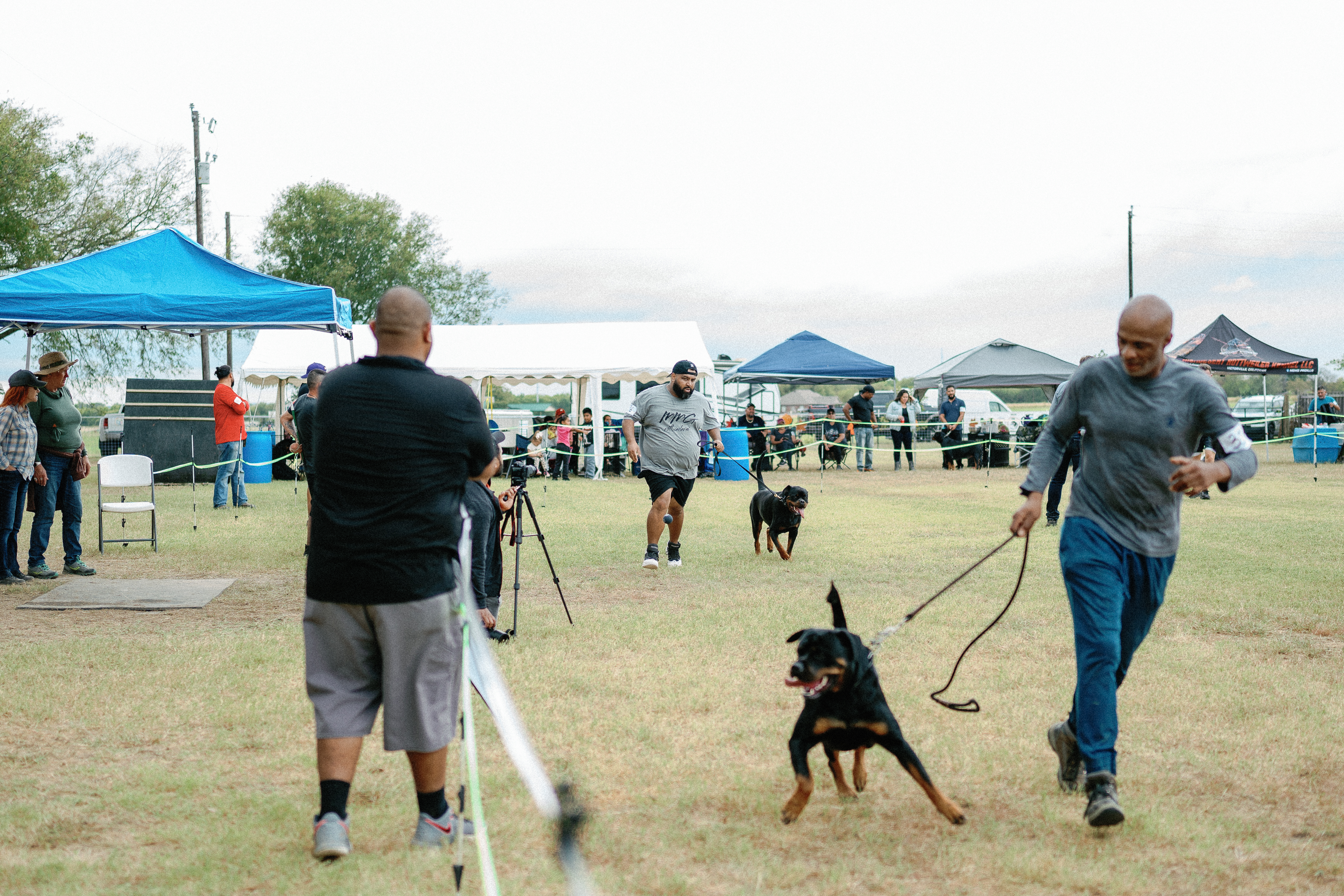 Champion Rottweiler in show ring conformation - professional handler Texas
