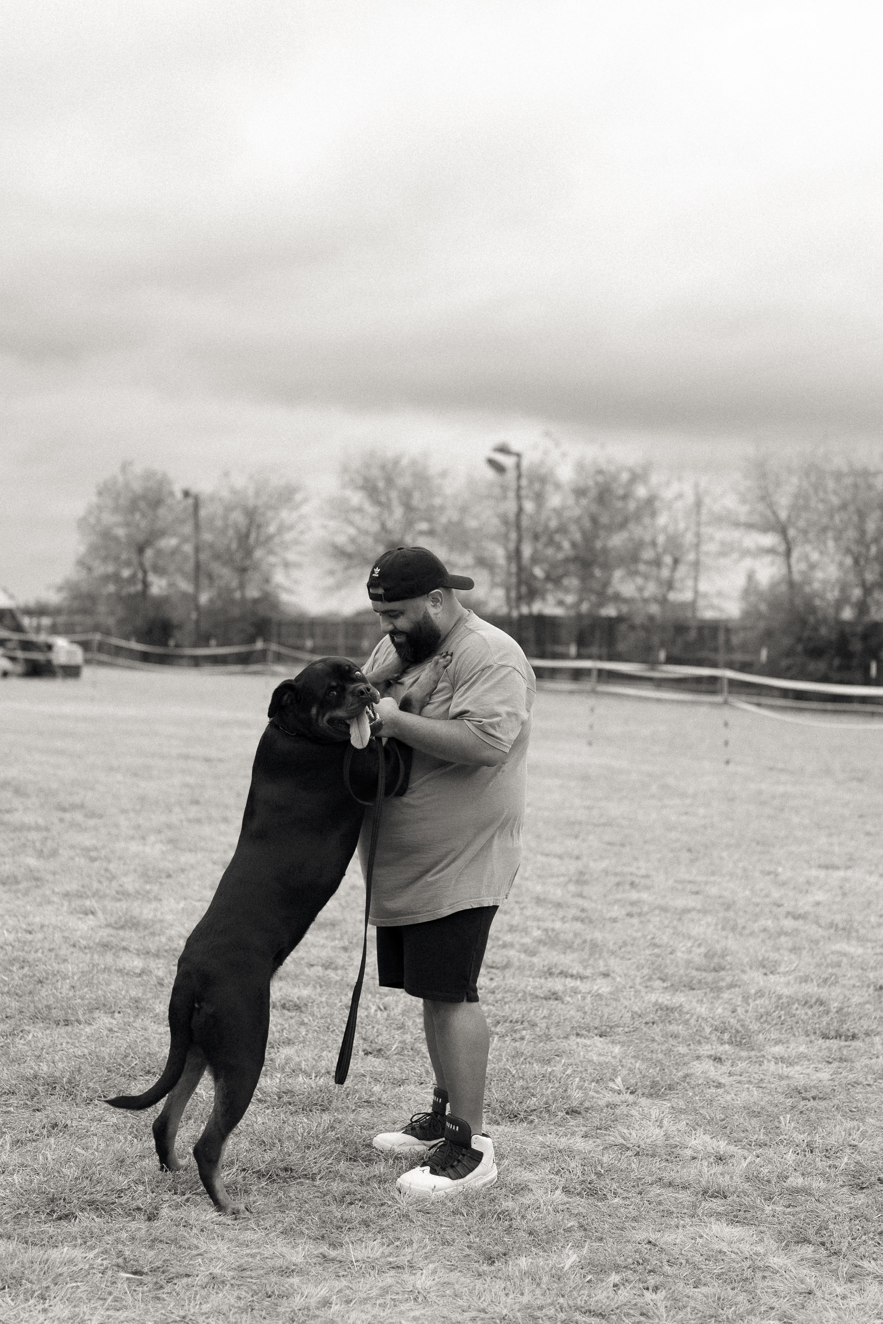 Champion Rottweiler in show ring conformation - professional handler Texas