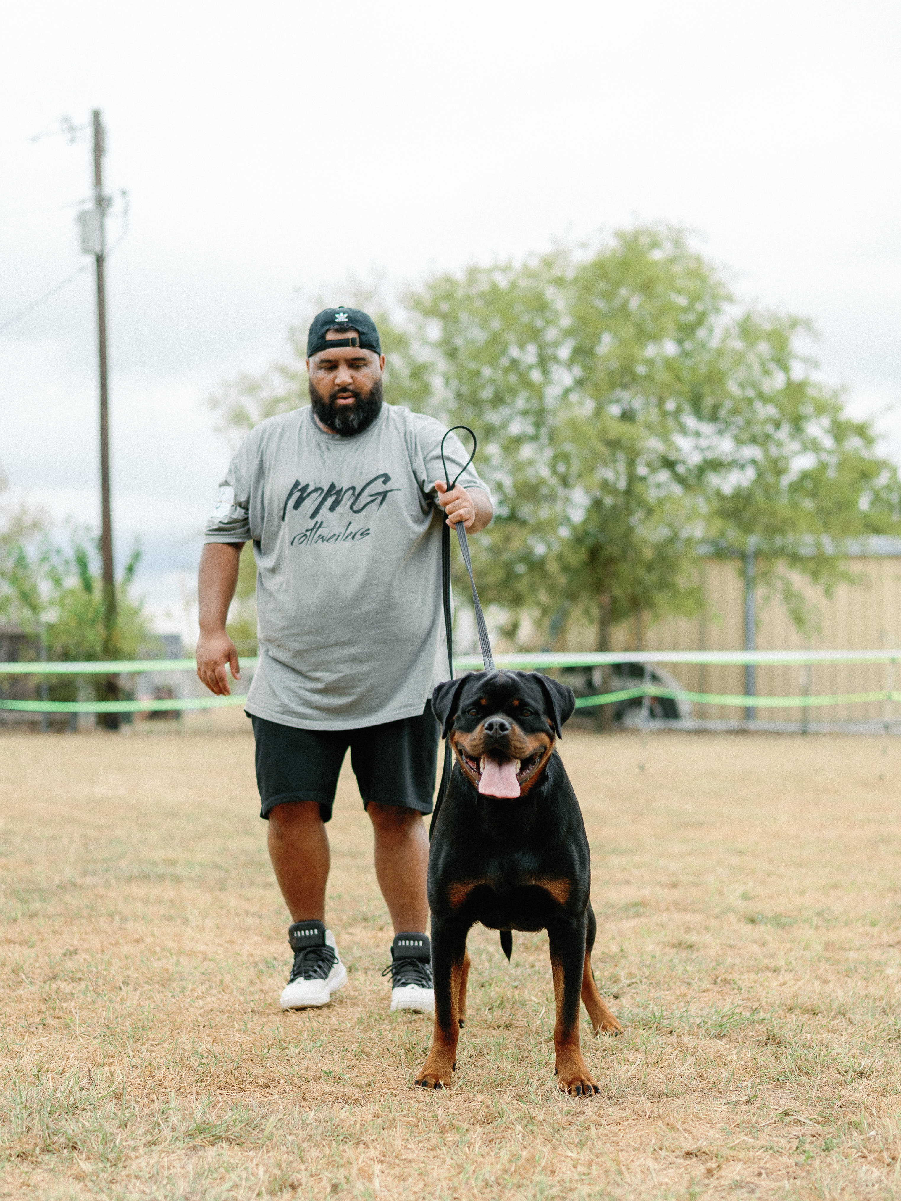 Champion Rottweiler in show ring conformation - professional handler Texas
