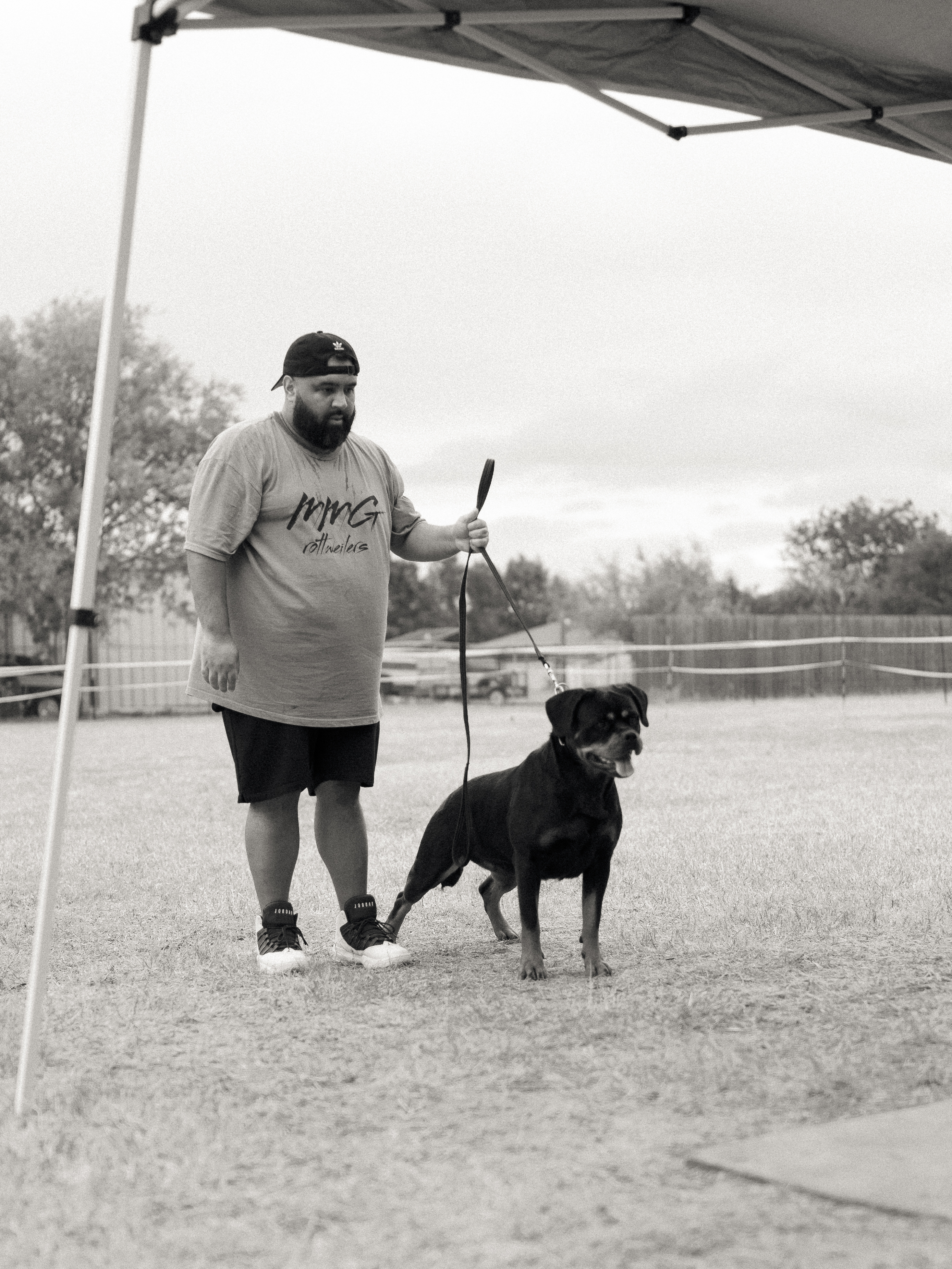 Elite Rottweiler bloodline - champion pedigree breeding stock