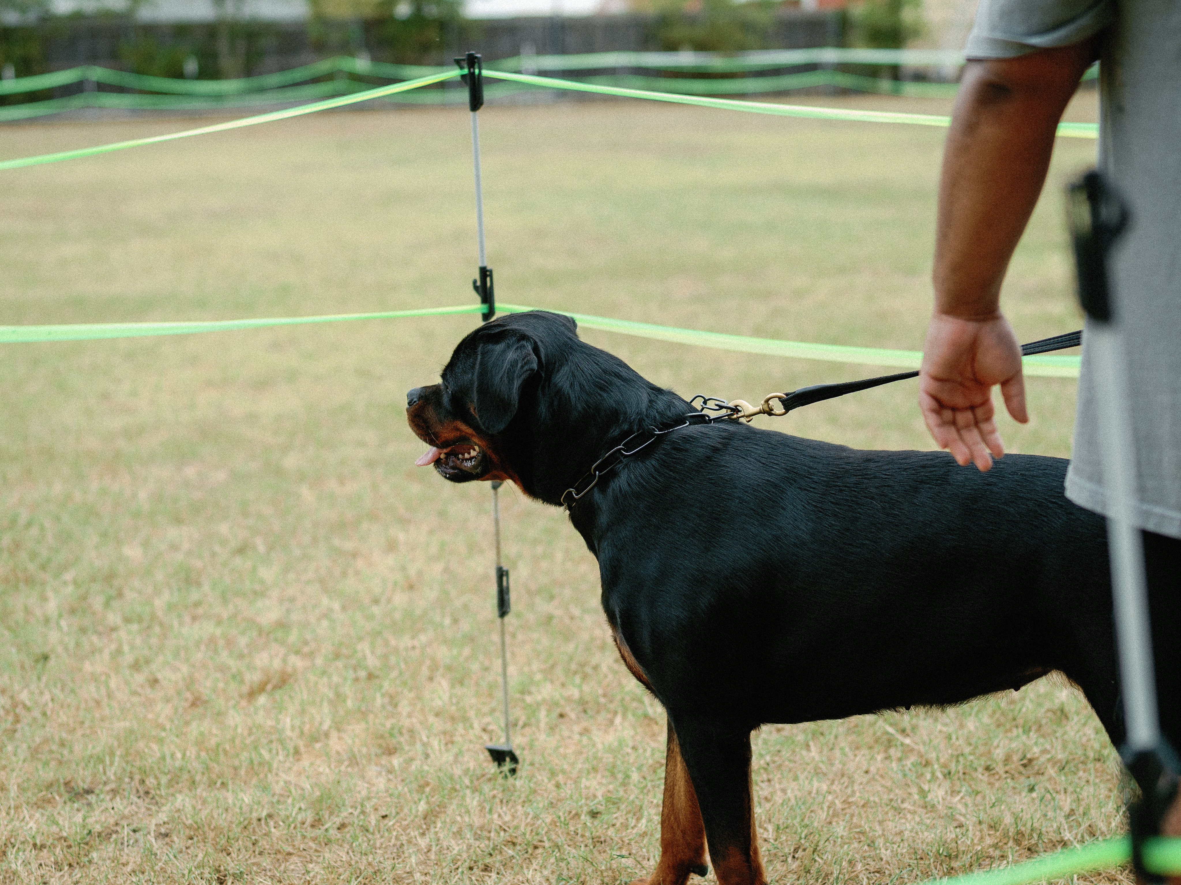 Elite Rottweiler bloodline - champion pedigree breeding stock