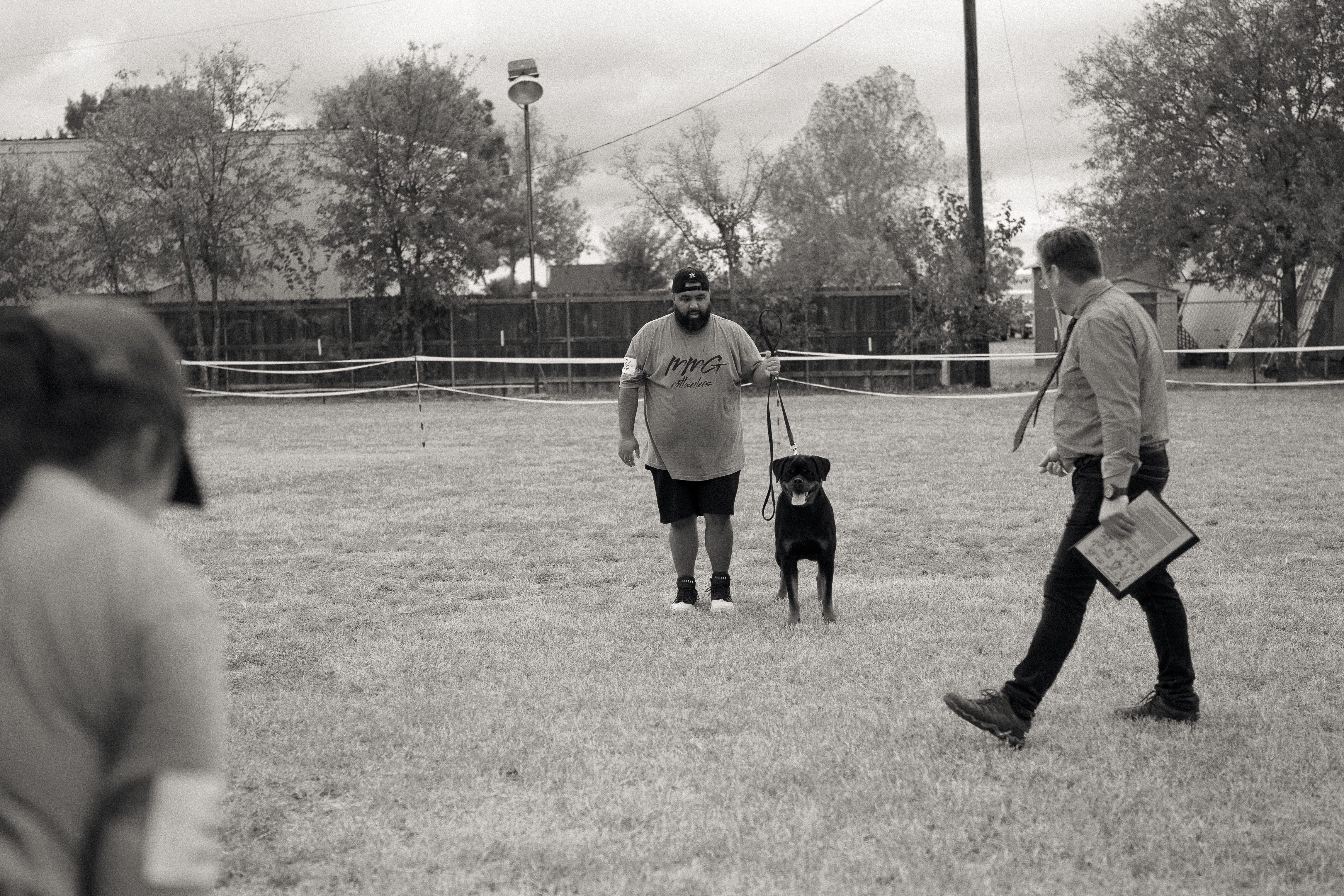 Elite Rottweiler bloodline - champion pedigree breeding stock