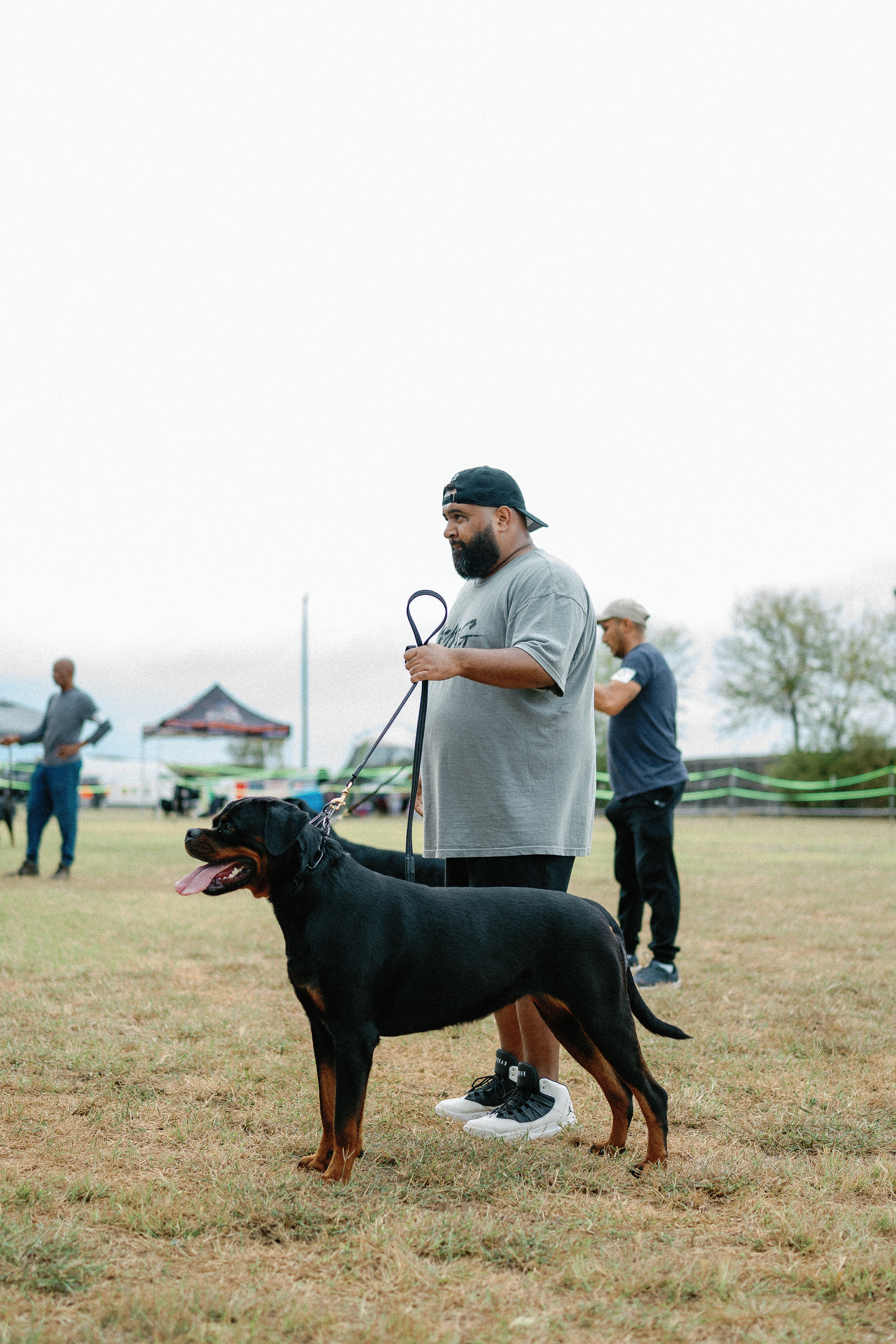 Elite Rottweiler bloodline - champion pedigree breeding stock