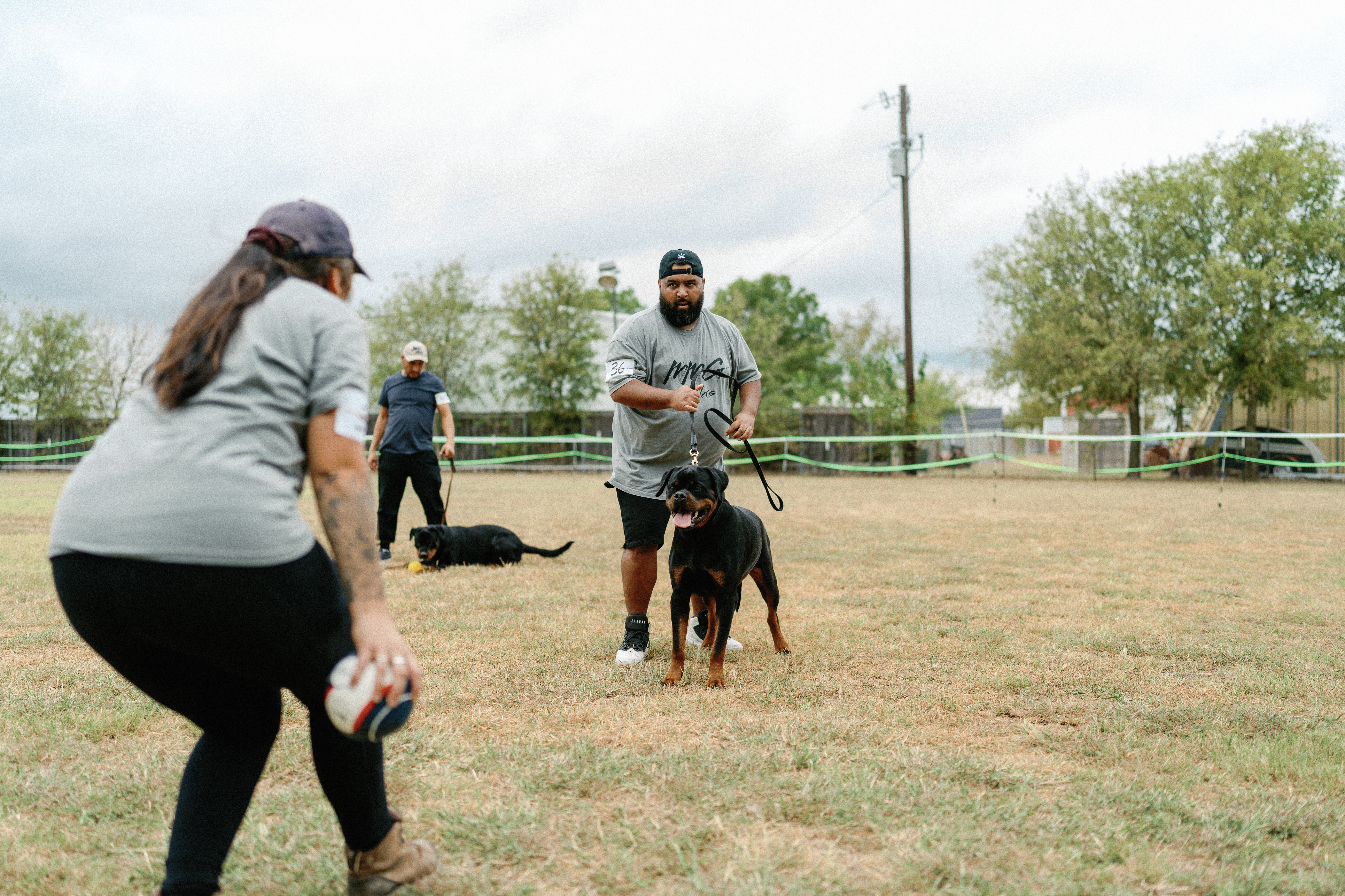 Elite Rottweiler bloodline - champion pedigree breeding stock