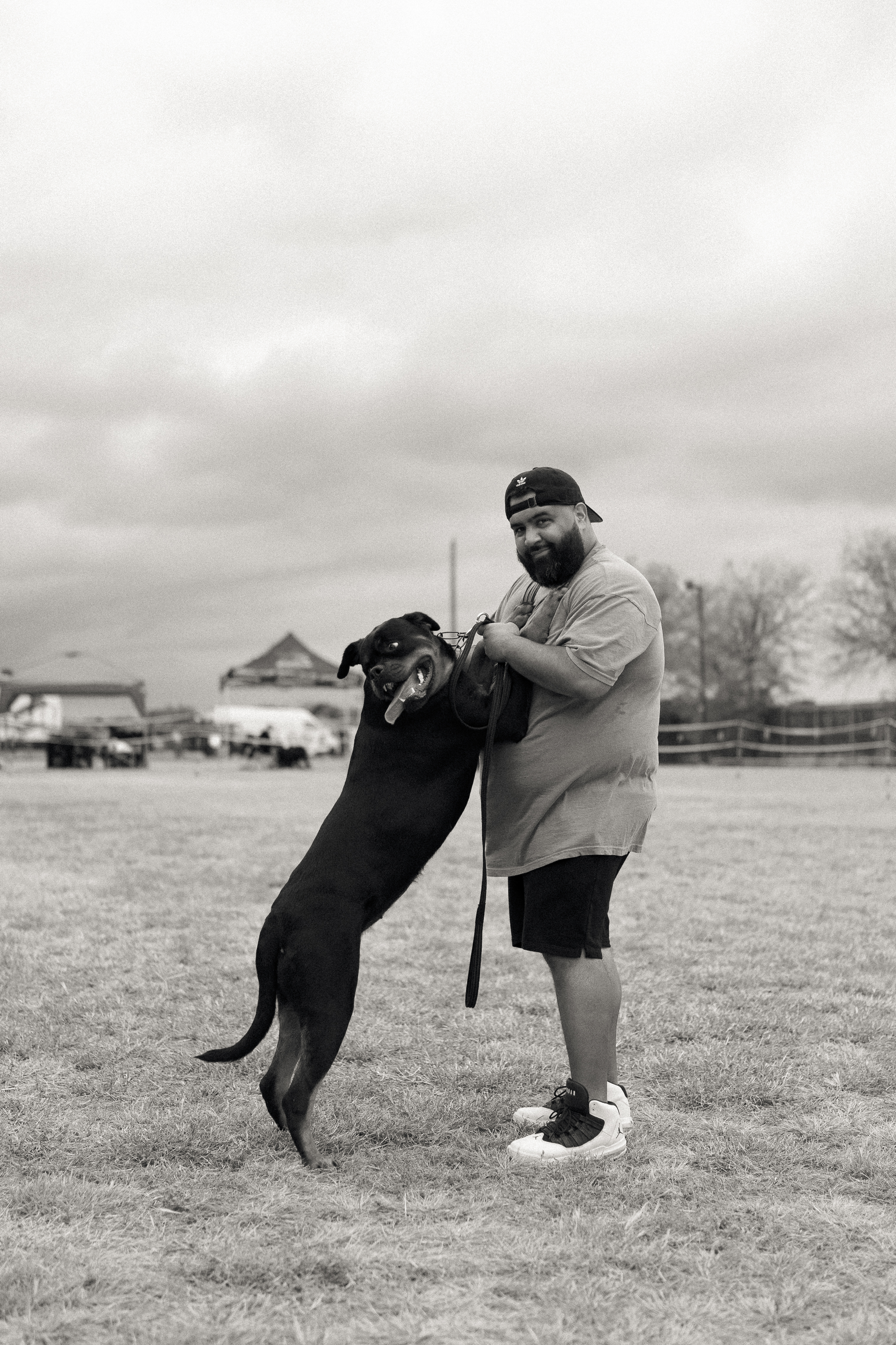 Elite Rottweiler bloodline - champion pedigree breeding stock