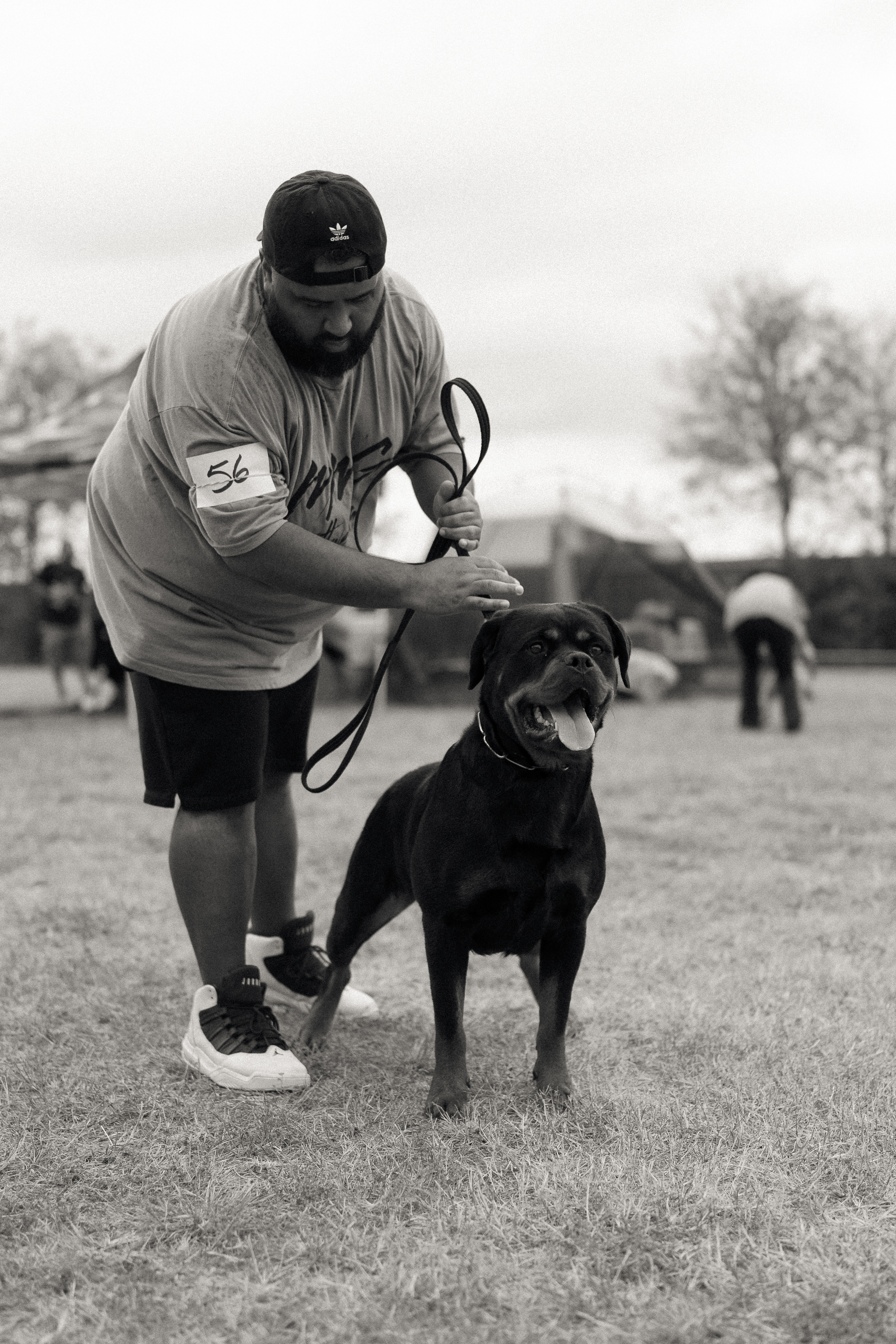 German Rottweiler at professional dog show competition - MMG Rottweilers Texas