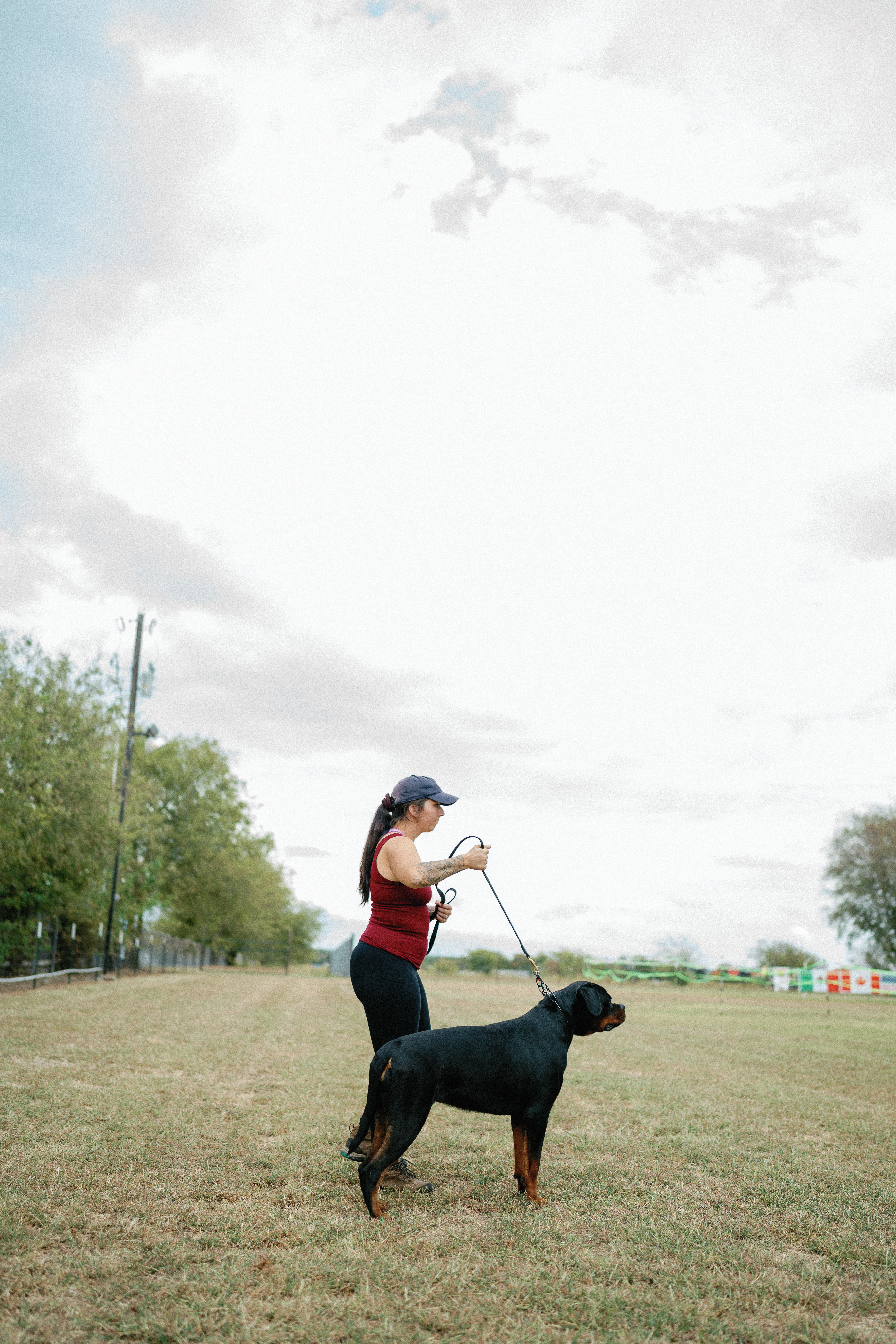 German Rottweiler at professional dog show competition - MMG Rottweilers Texas