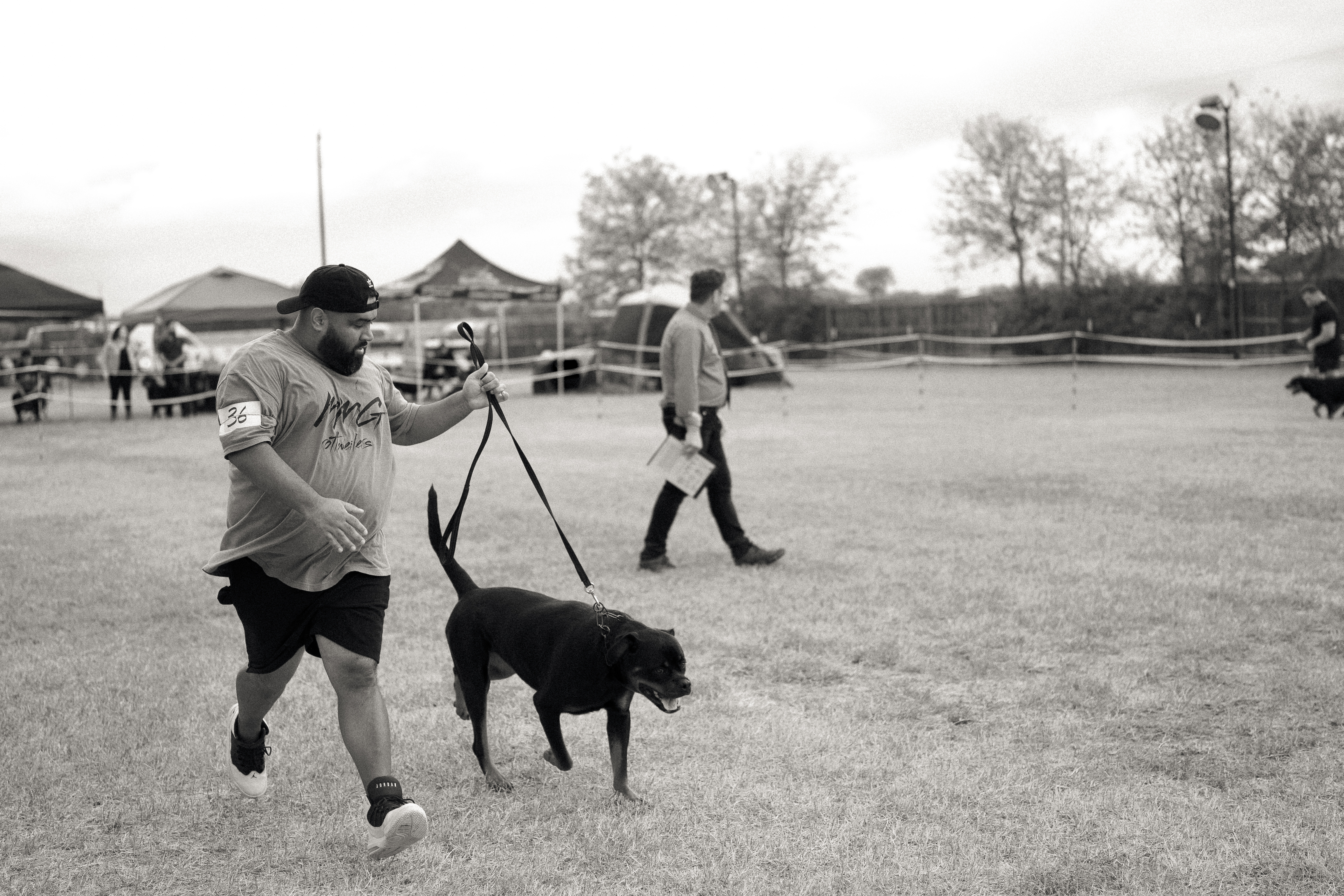 German Rottweiler at professional dog show competition - MMG Rottweilers Texas