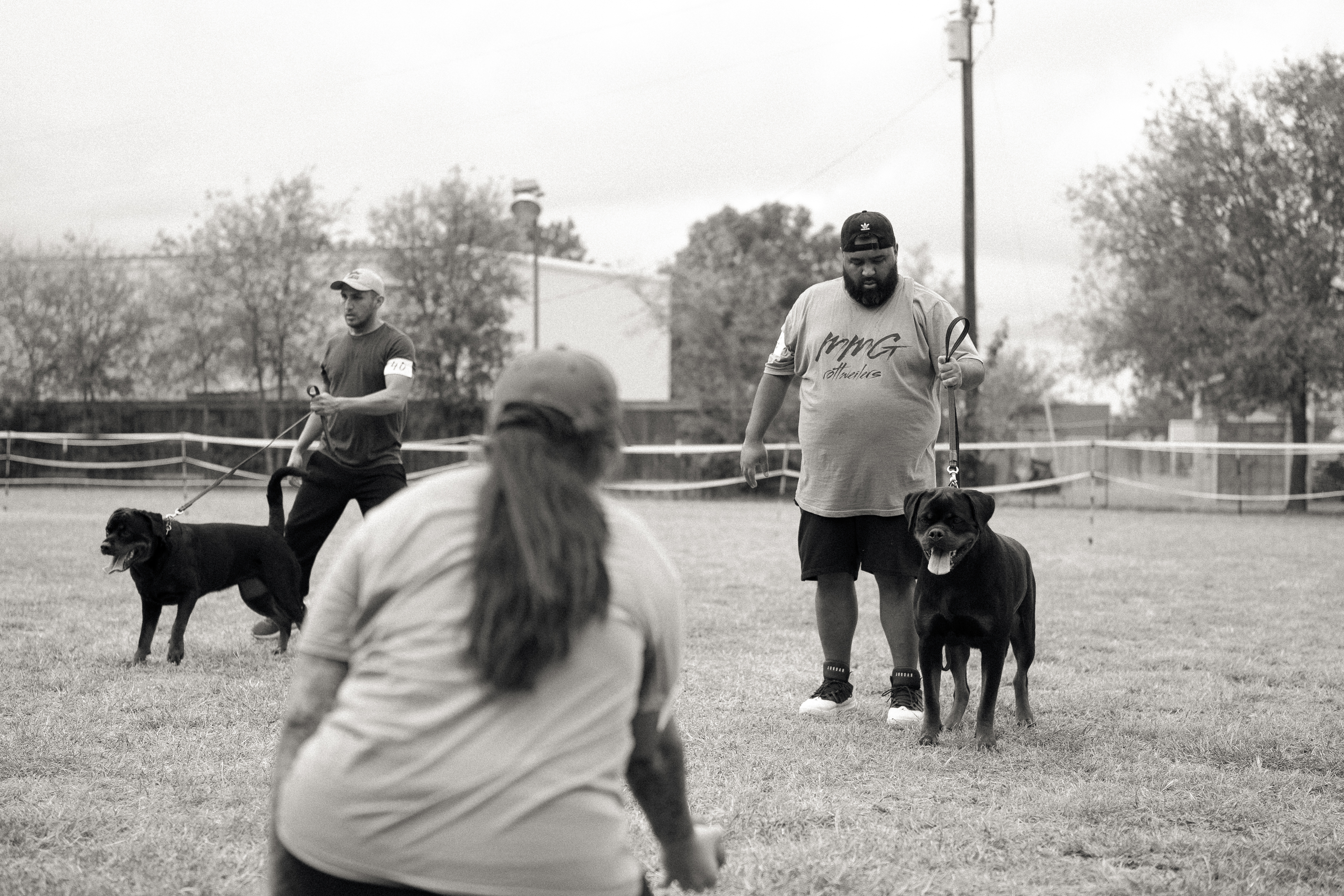 German Rottweiler at professional dog show competition - MMG Rottweilers Texas