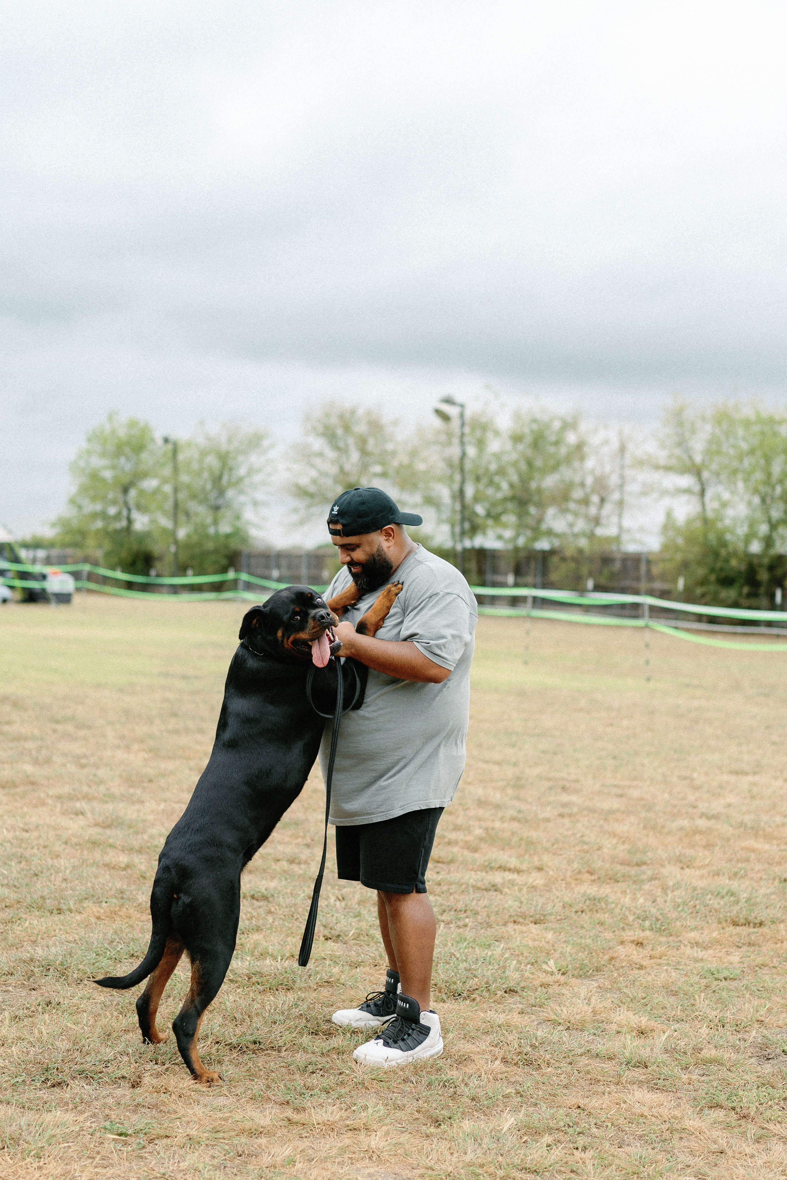 German Rottweiler at professional dog show competition - MMG Rottweilers Texas