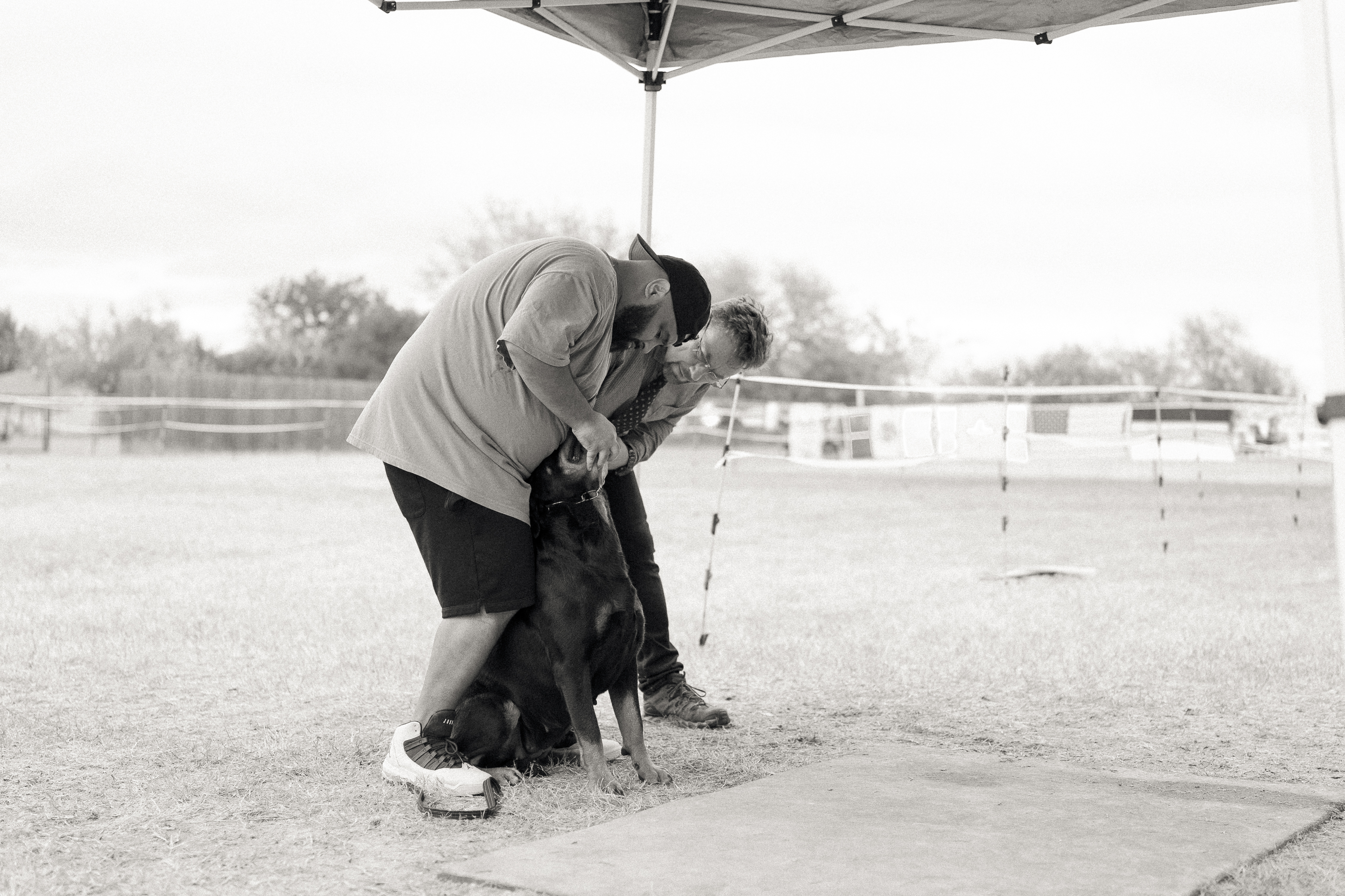 Premium Rottweiler breeder - health tested breeding dogs