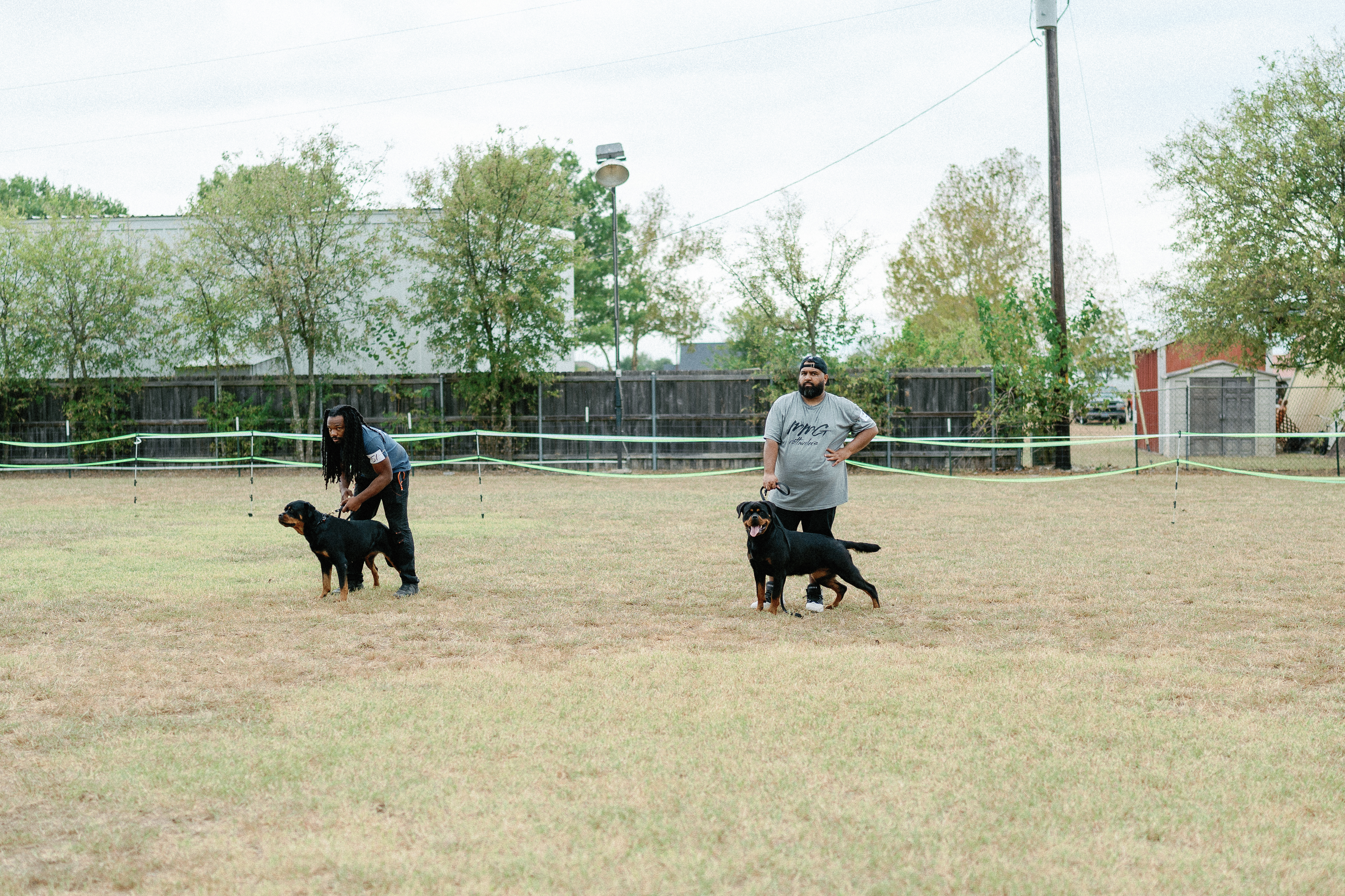 Premium Rottweiler breeder - health tested breeding dogs