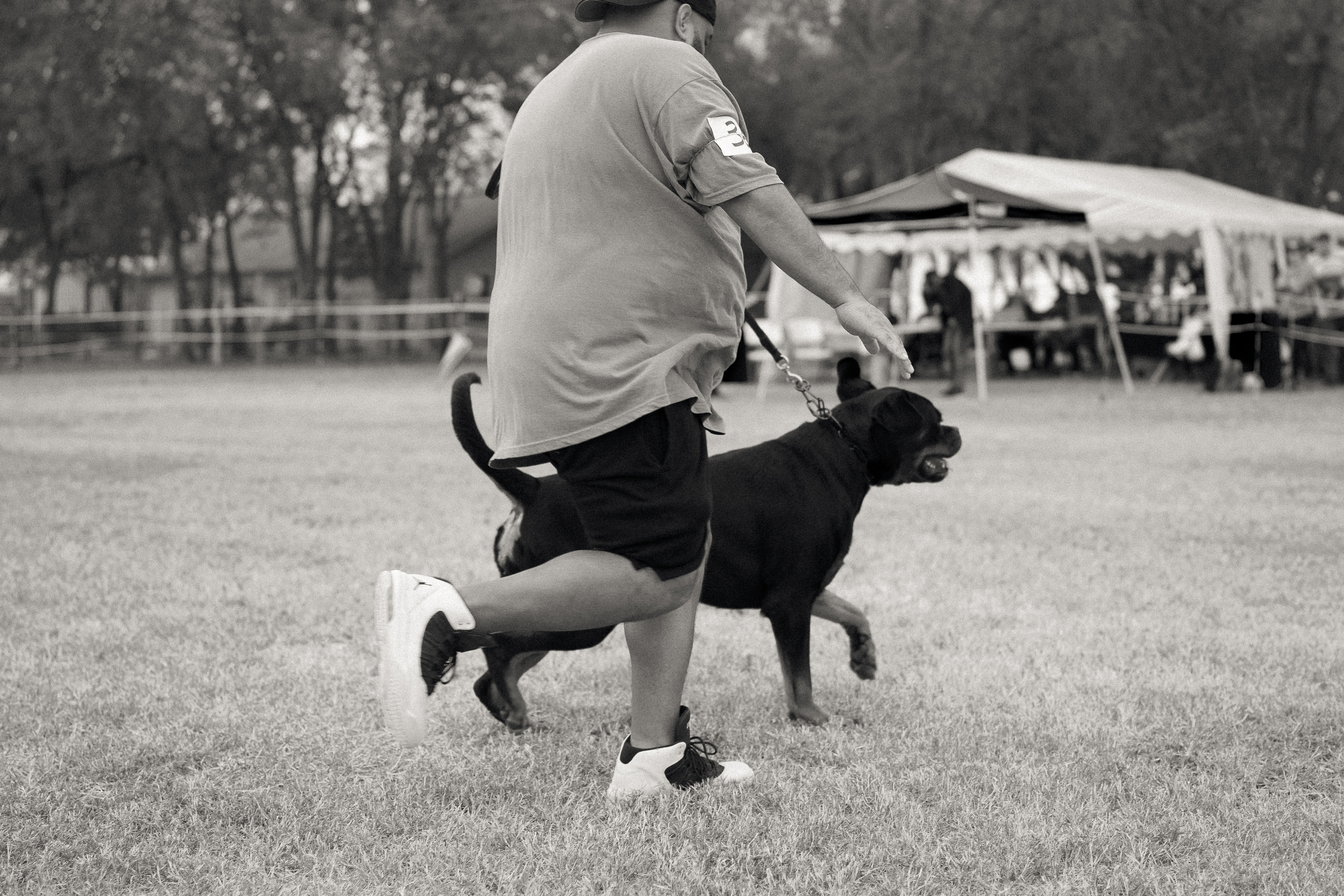 Premium Rottweiler breeder - health tested breeding dogs