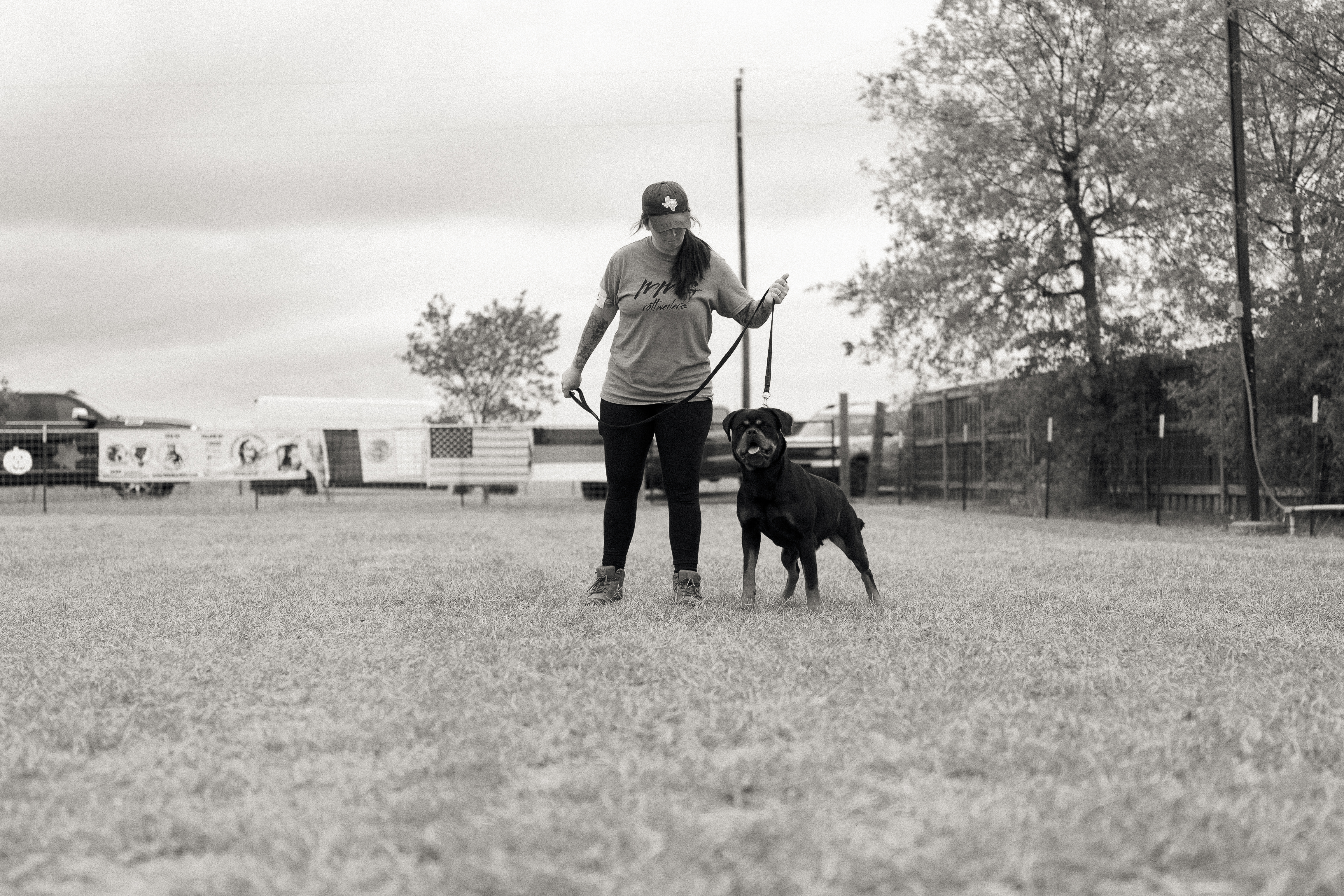 Rottweiler breed standard - correct structure and type