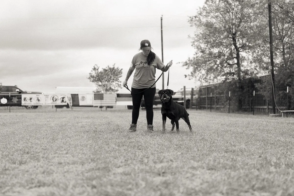 Rottweiler breed standard evaluation in the ring