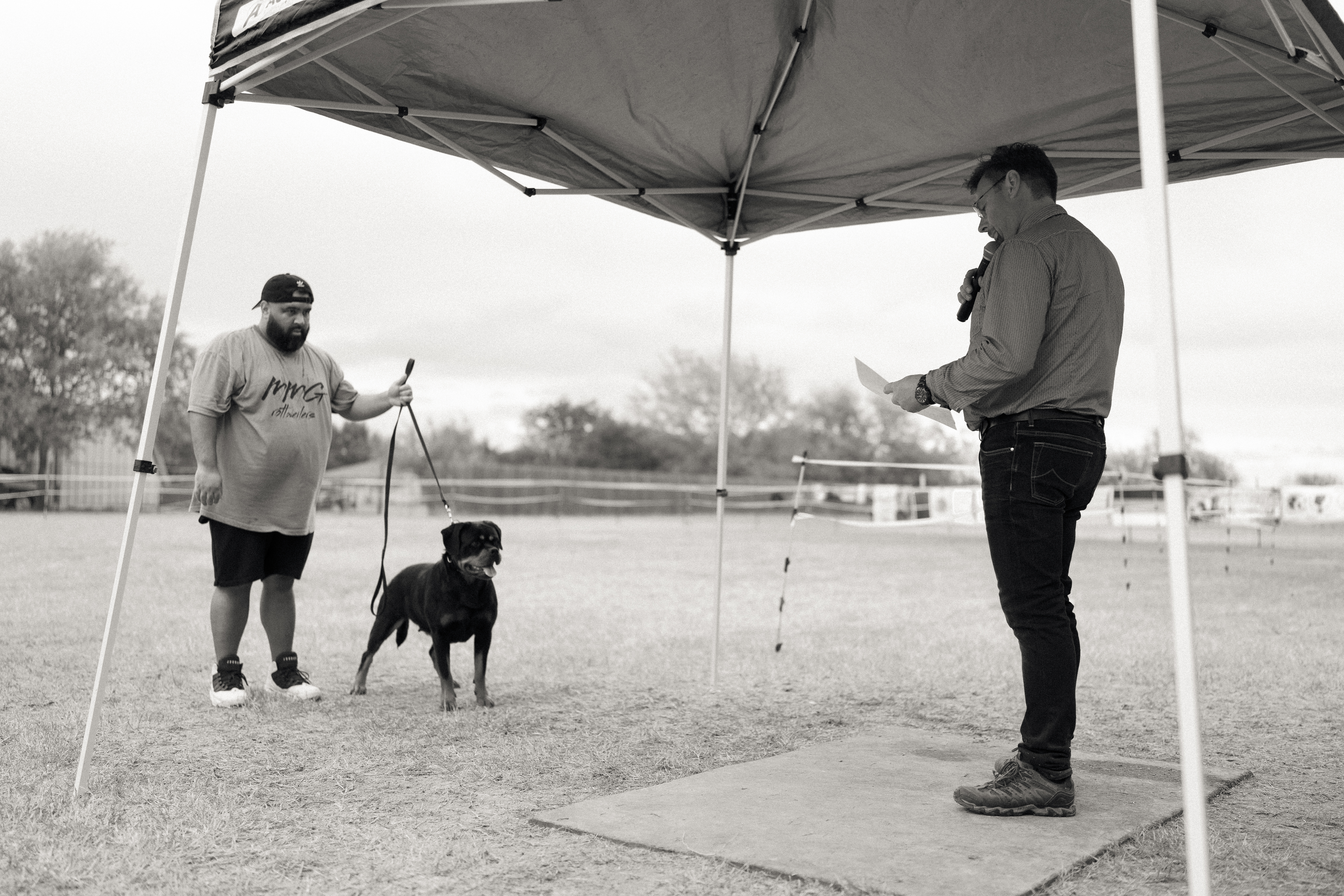 Rottweiler breed standard - correct structure and type