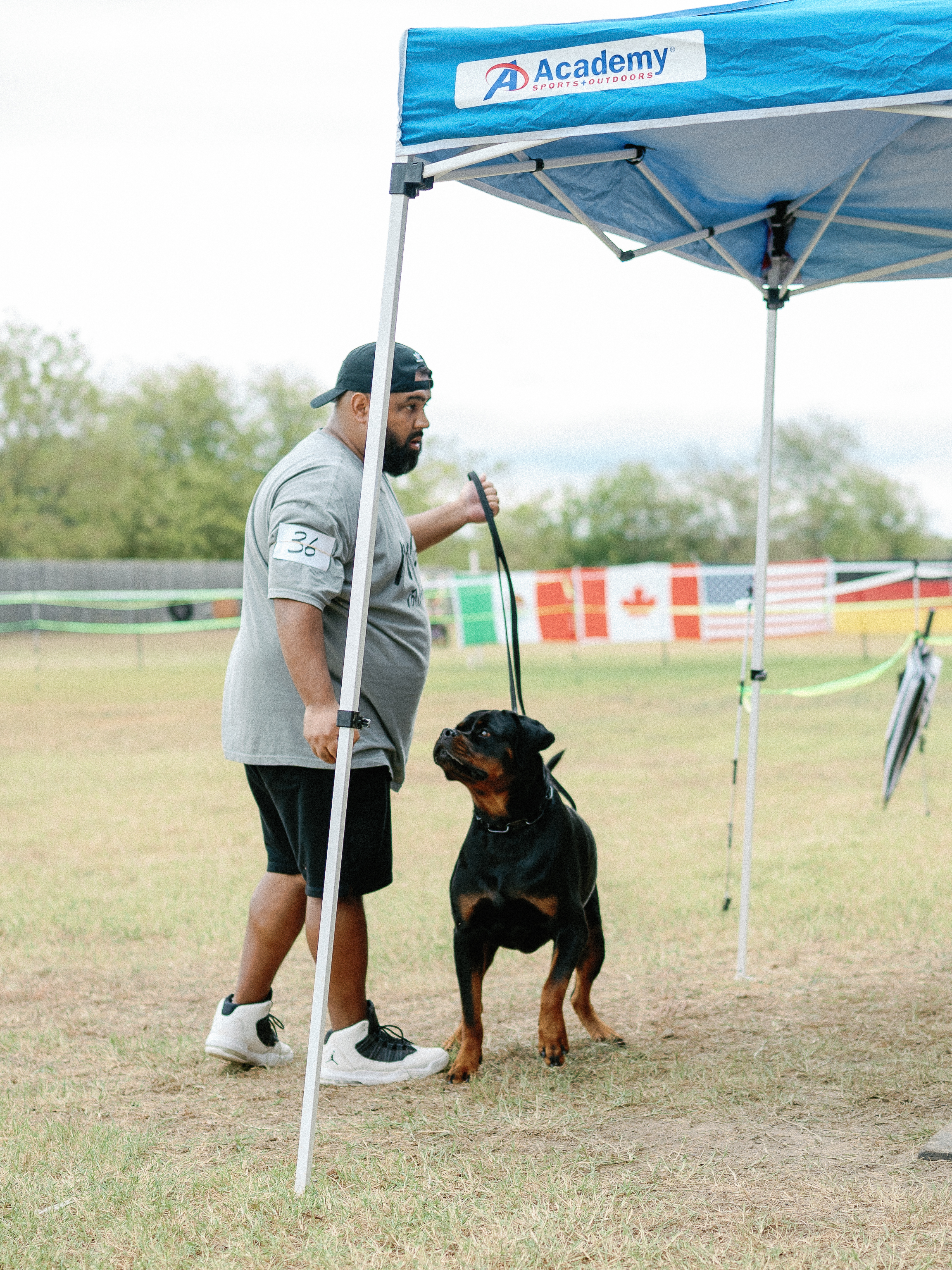 Rottweiler breed standard - correct structure and type