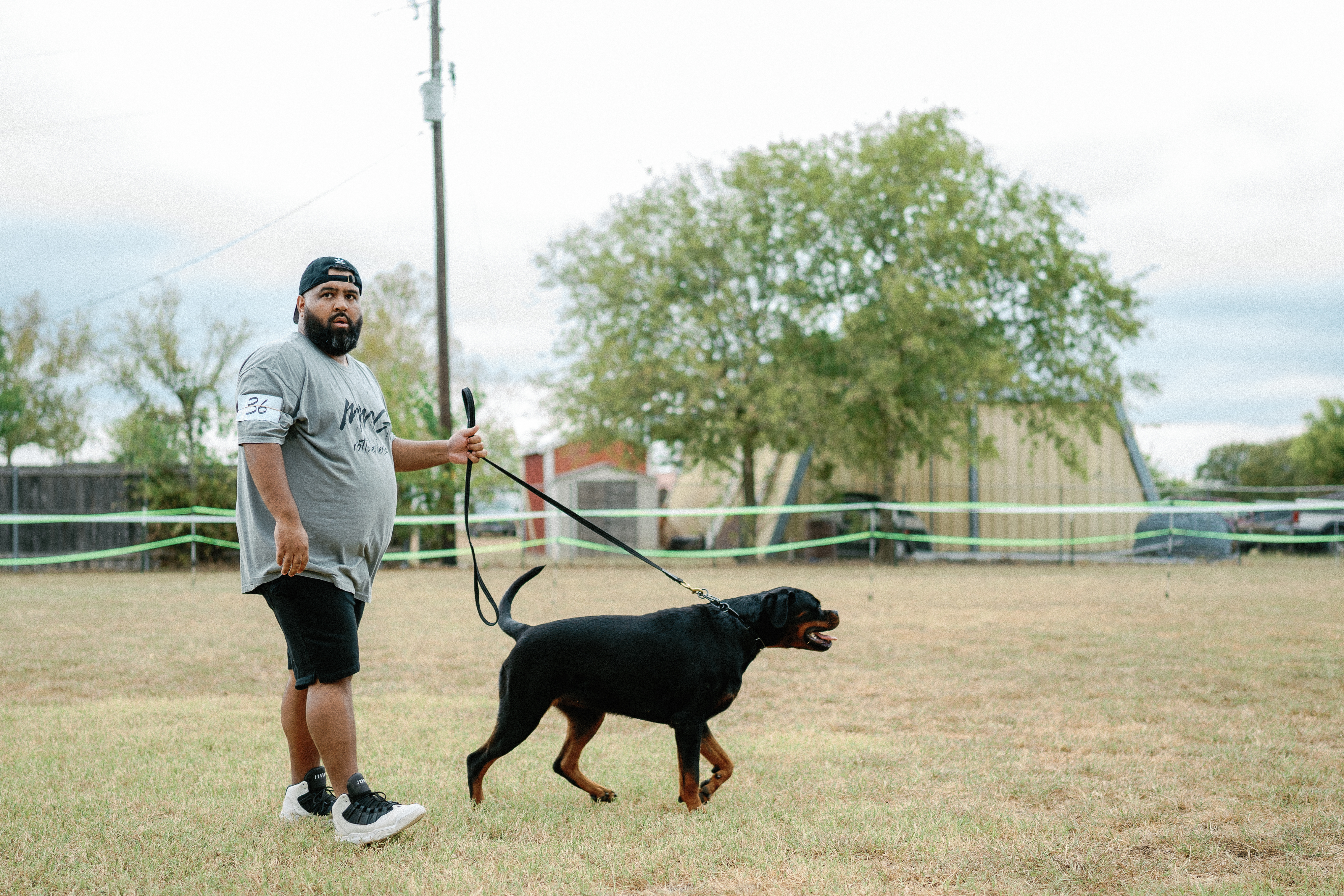 Rottweiler breed standard - correct structure and type