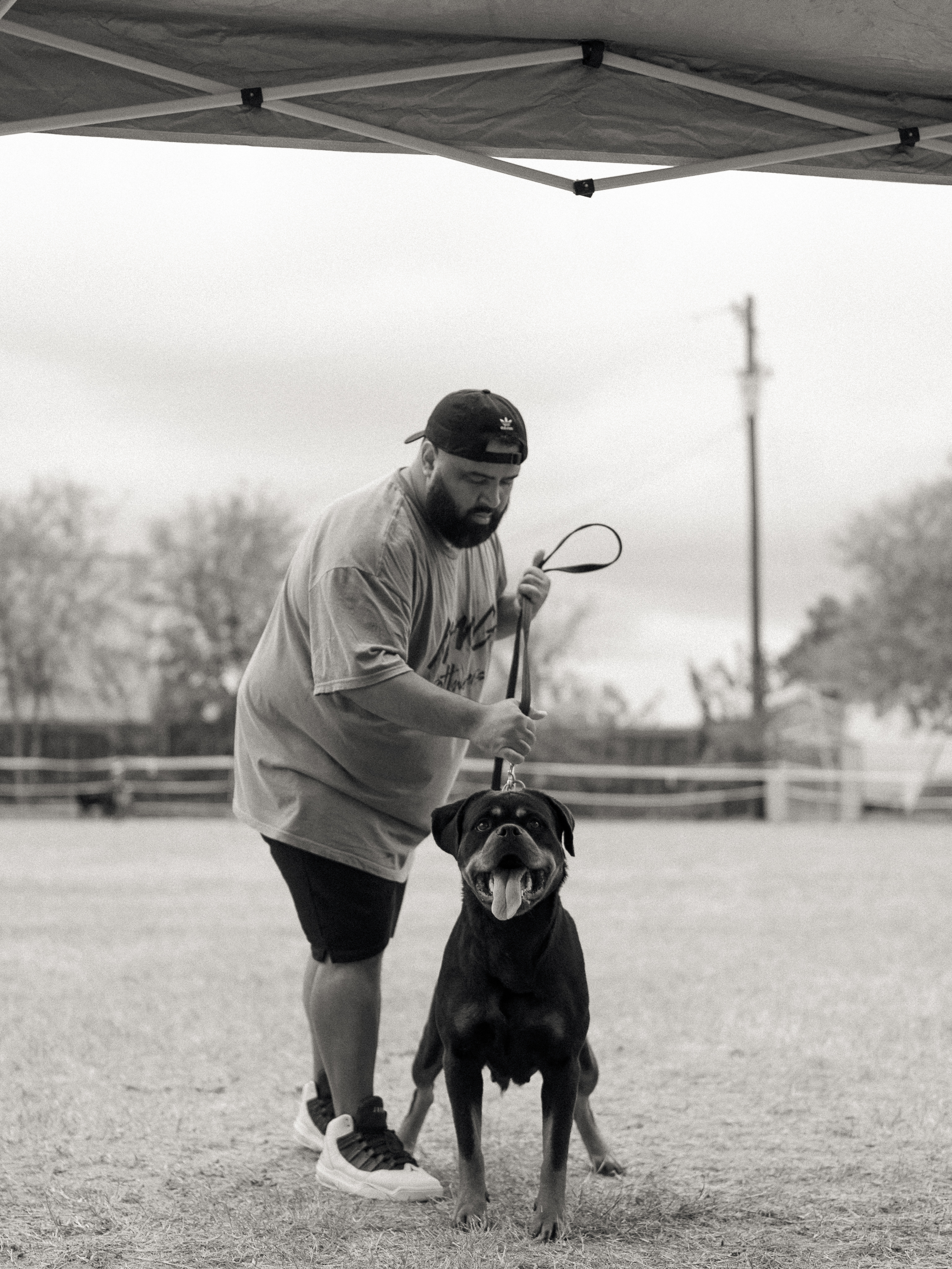 Rottweiler breeder competition - professional breeding program