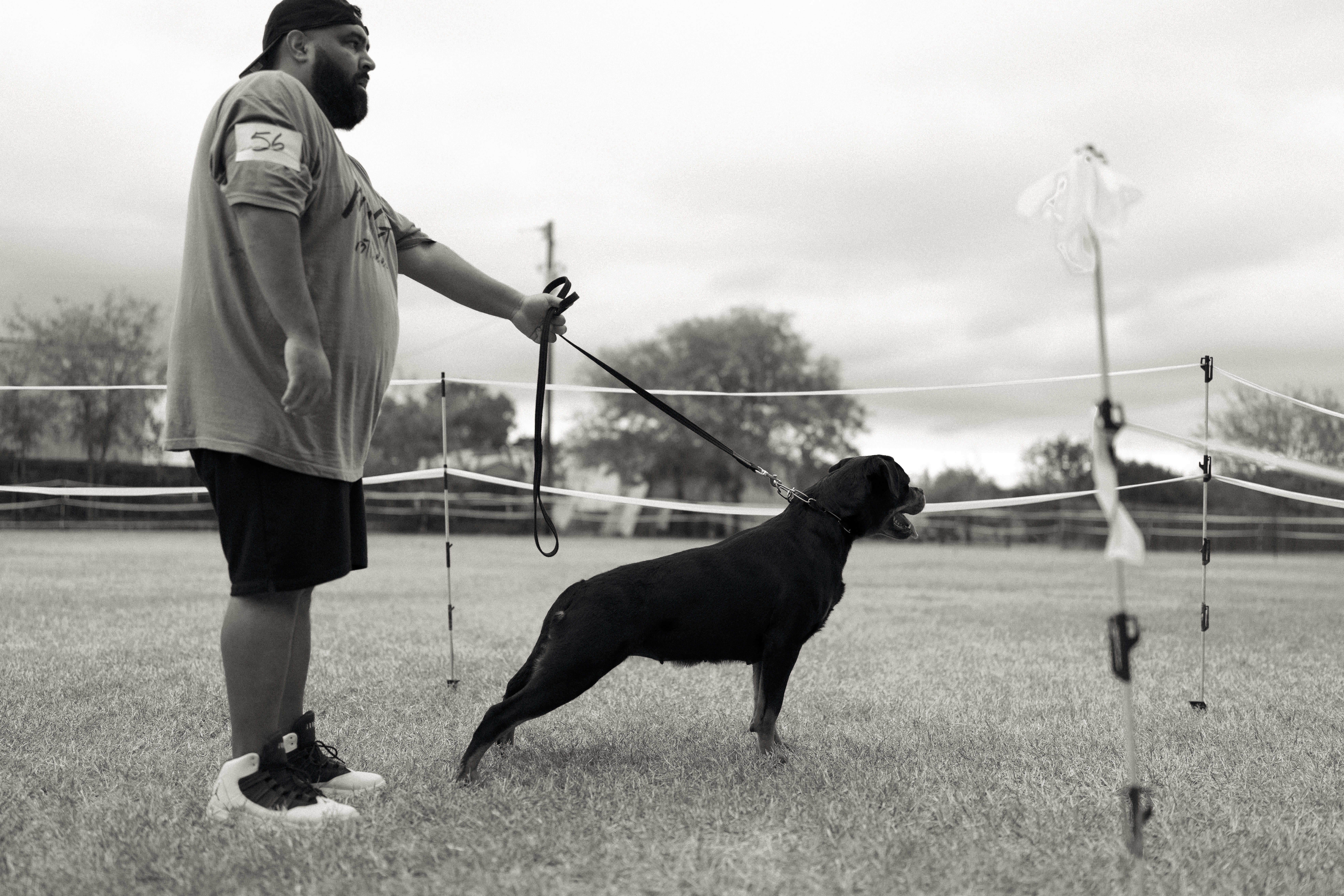 Rottweiler conformation show - structure evaluation