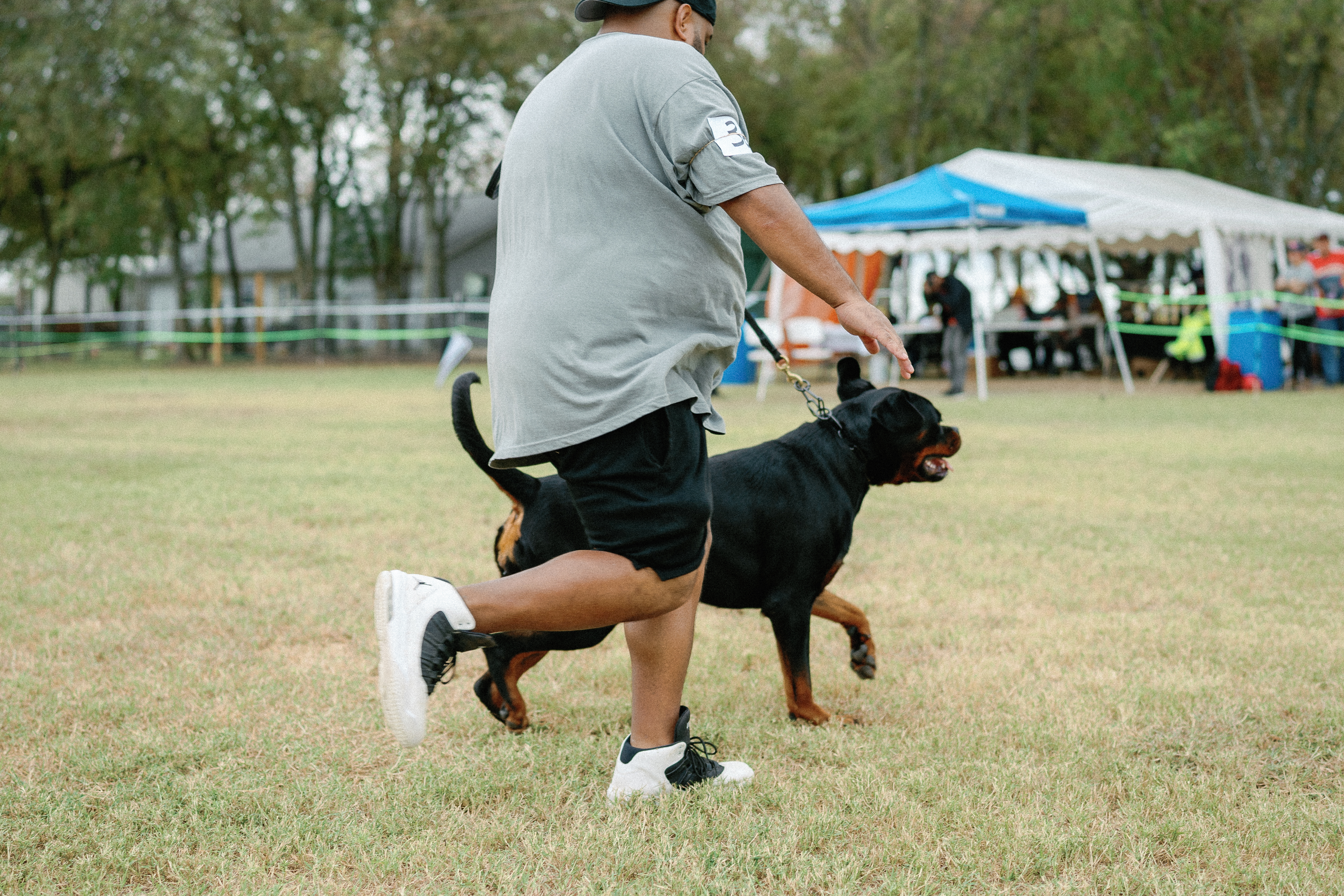 Rottweiler conformation show - structure evaluation