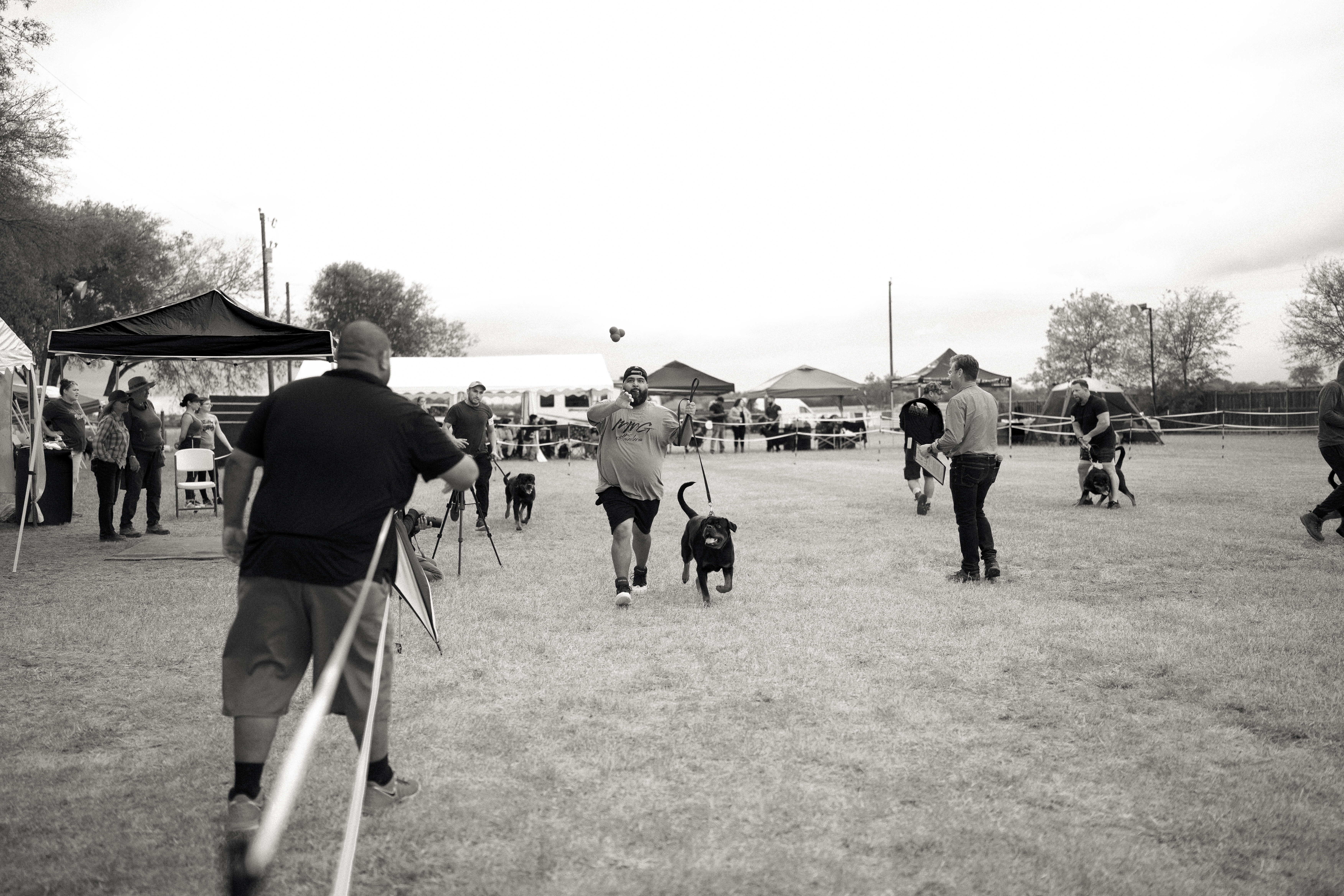 Rottweiler conformation show - structure evaluation