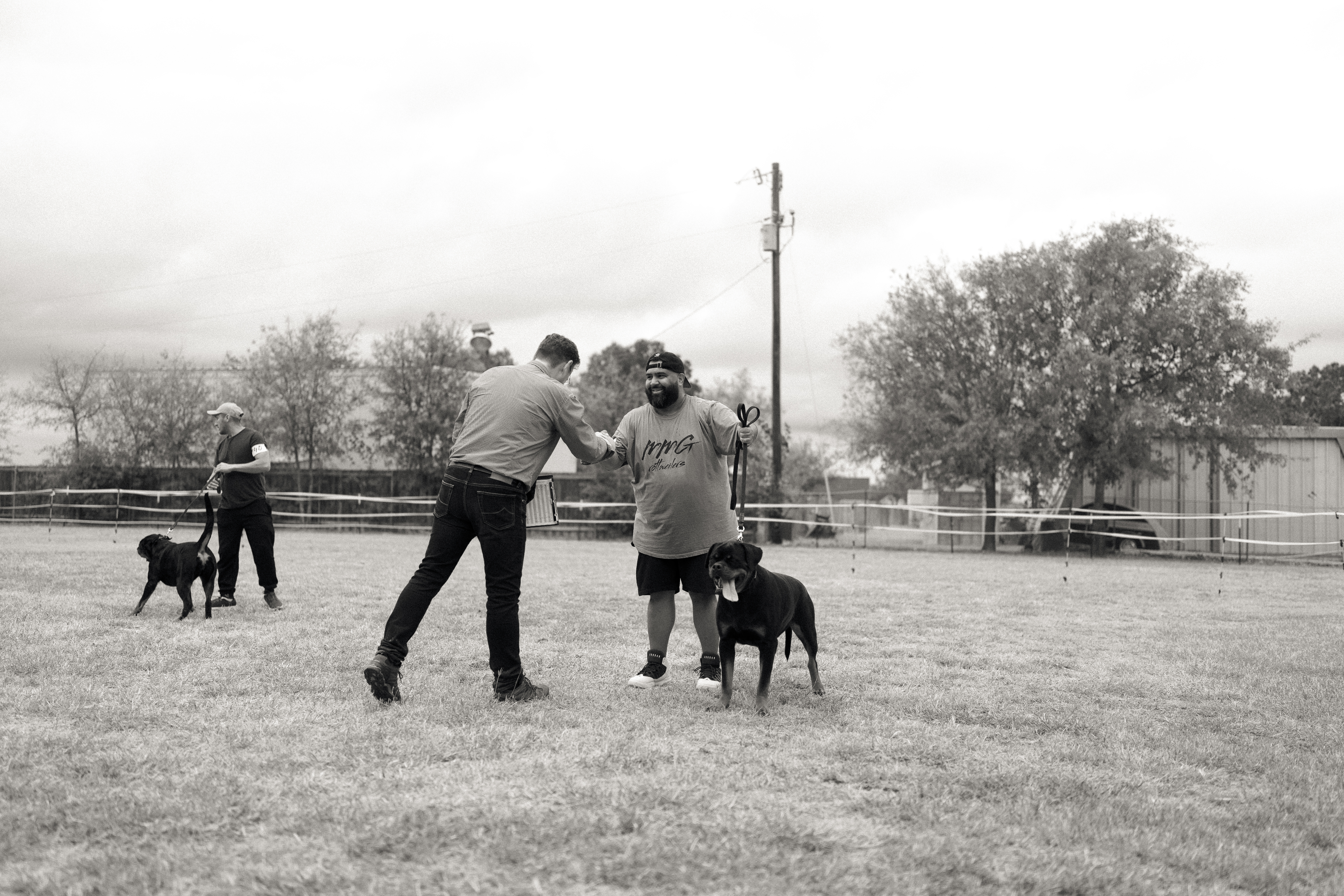 Rottweiler conformation show - structure evaluation