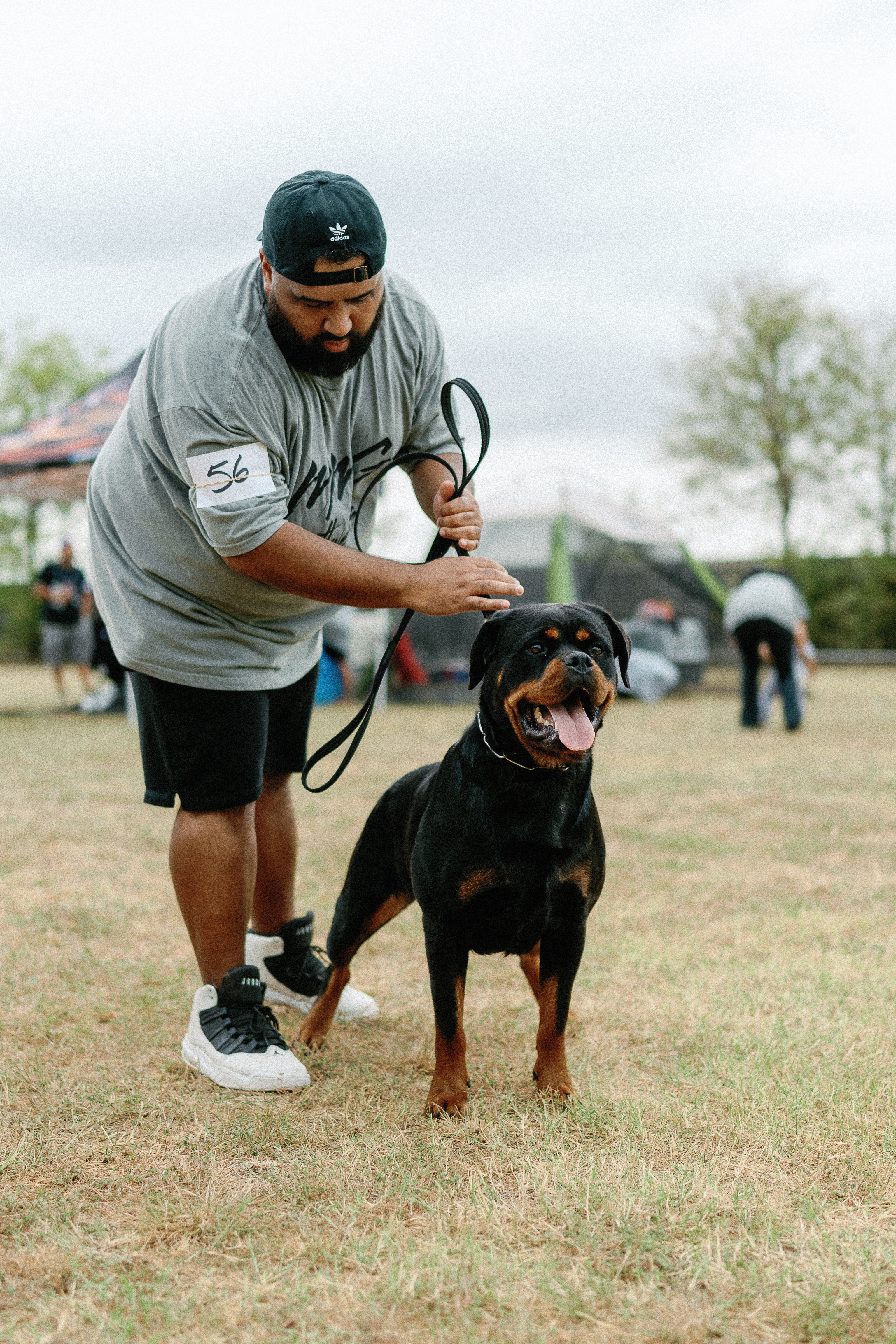 Rottweiler kennel club show - registered purebred competition