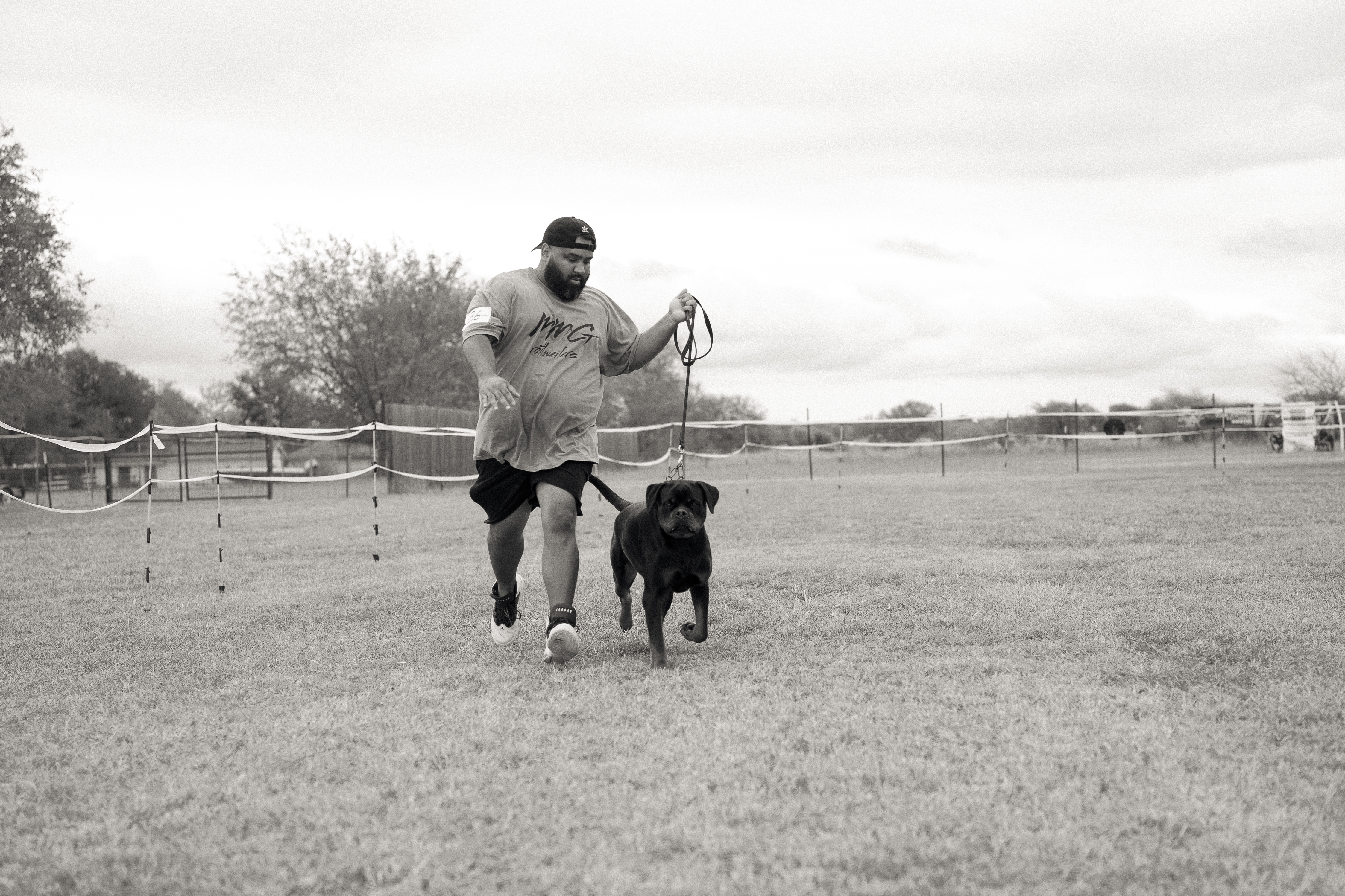 Rottweiler kennel club show - registered purebred competition