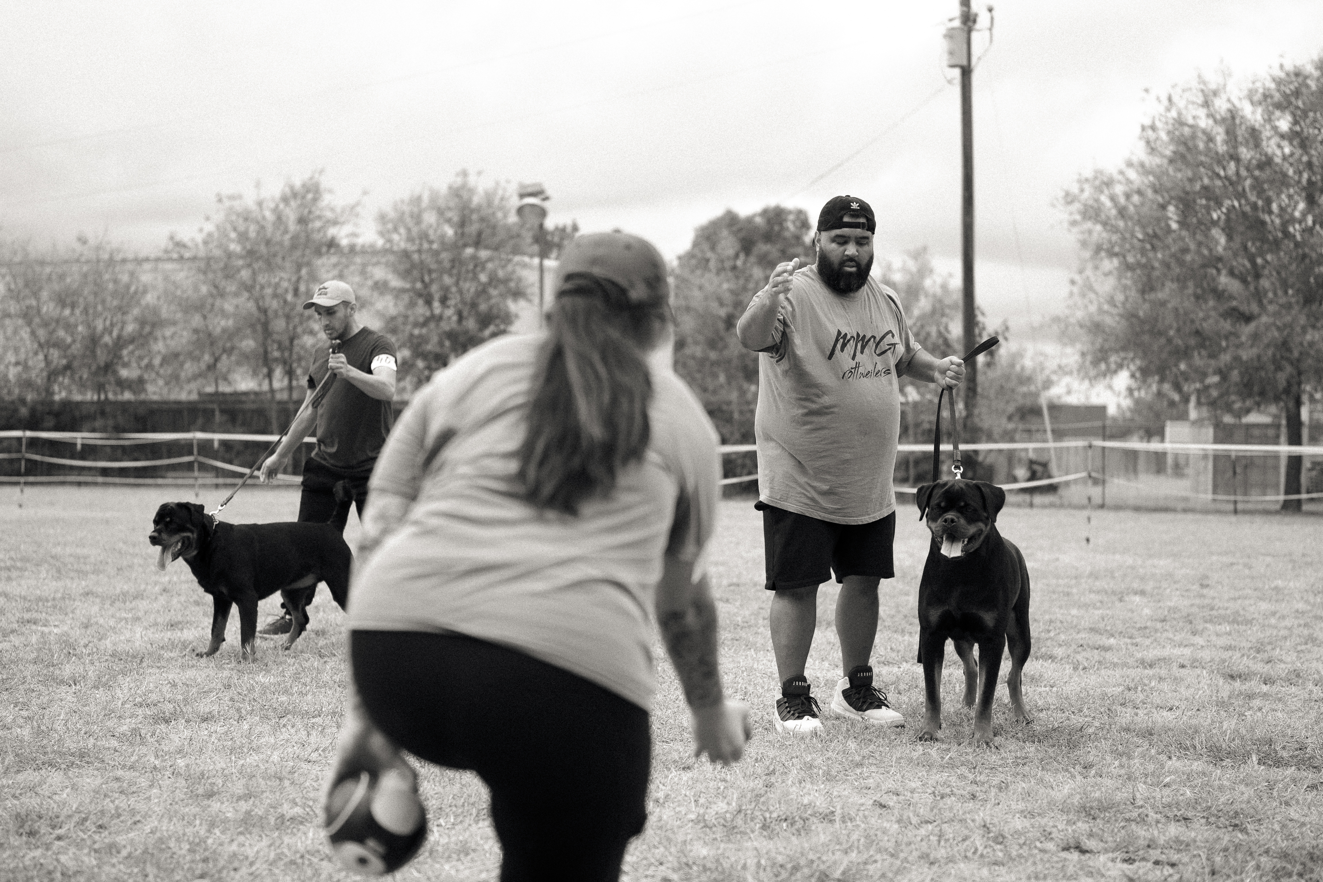 Rottweiler kennel club show - registered purebred competition