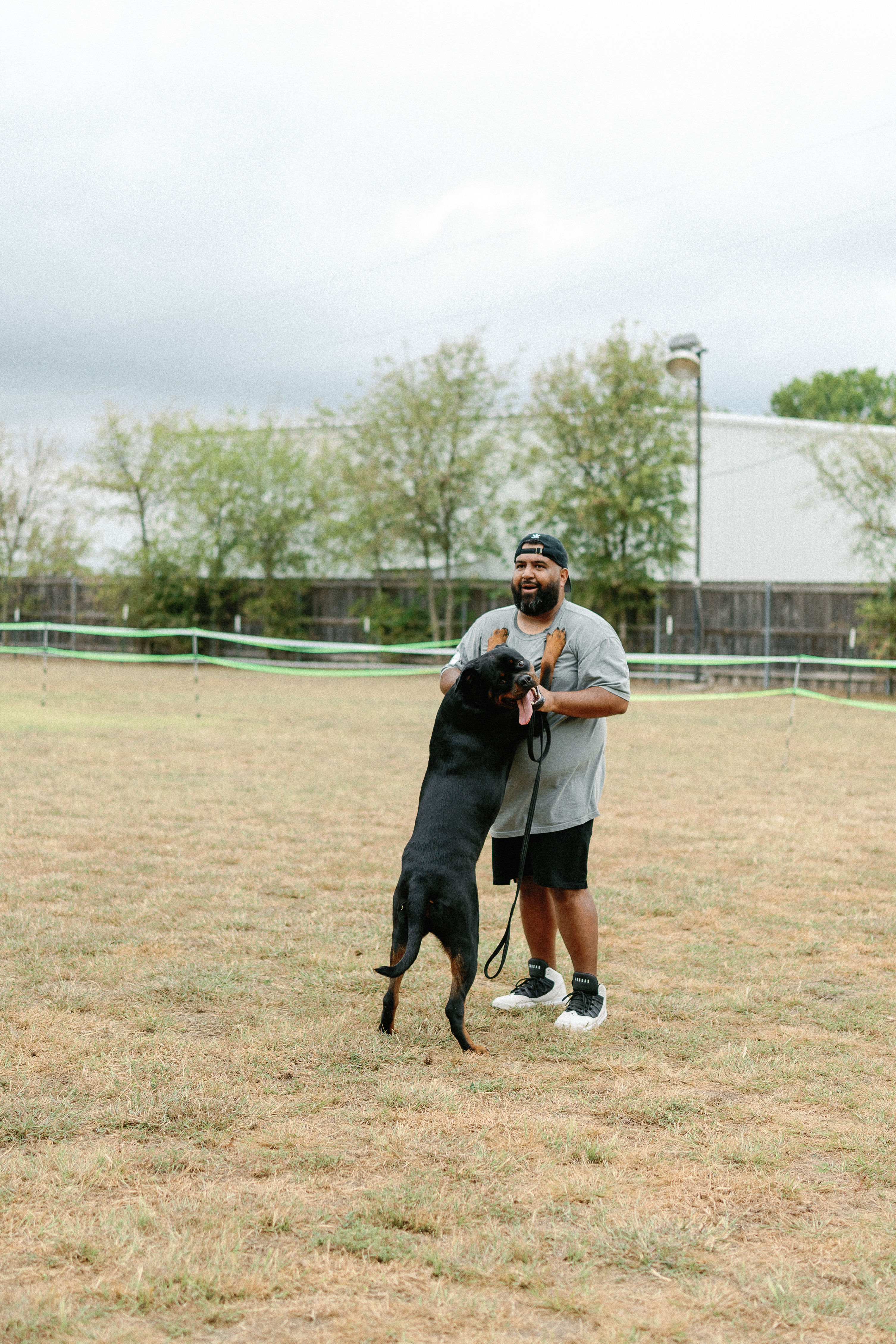 Rottweiler kennel club show - registered purebred competition