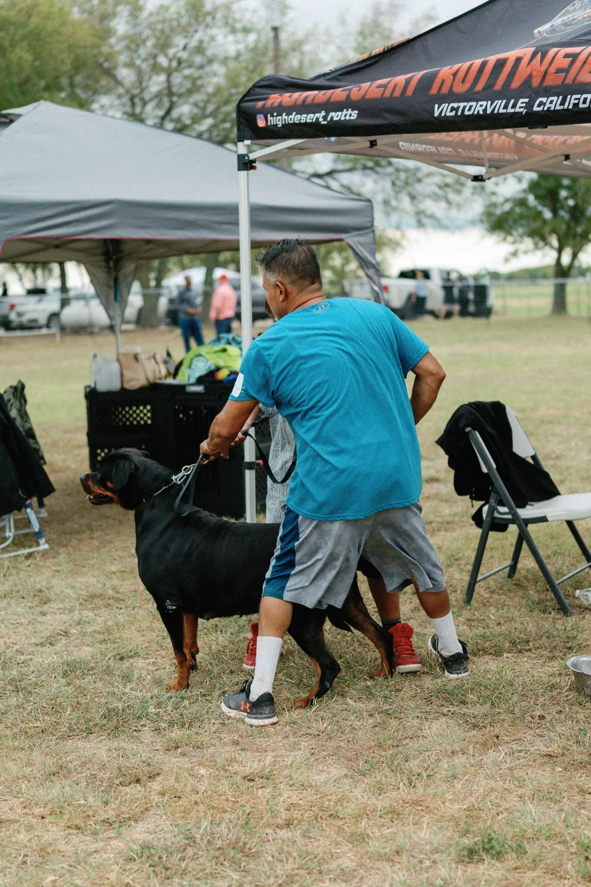 Handling champion Rottweiler at competition